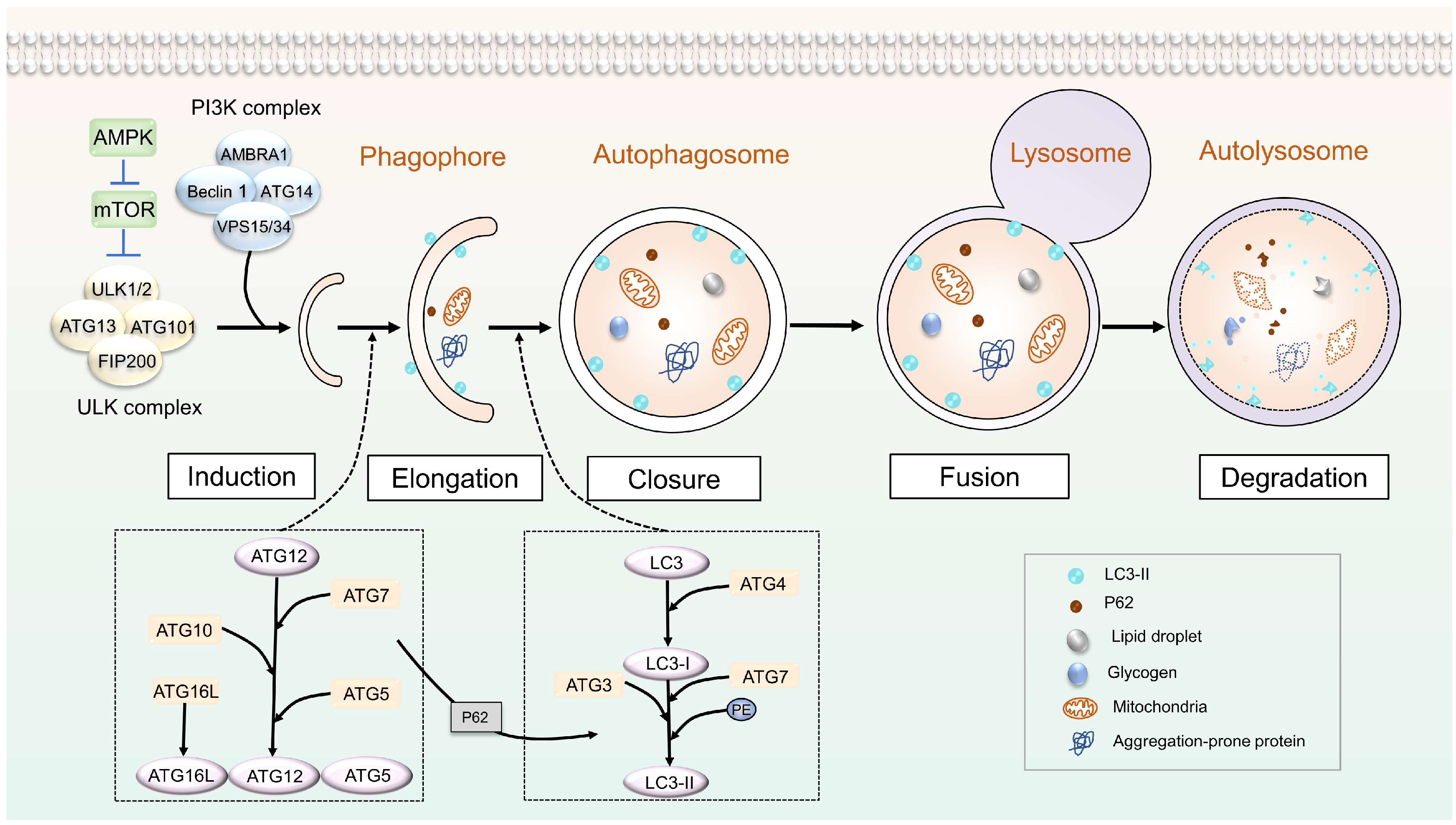 Biomolecules 13 01454 g001