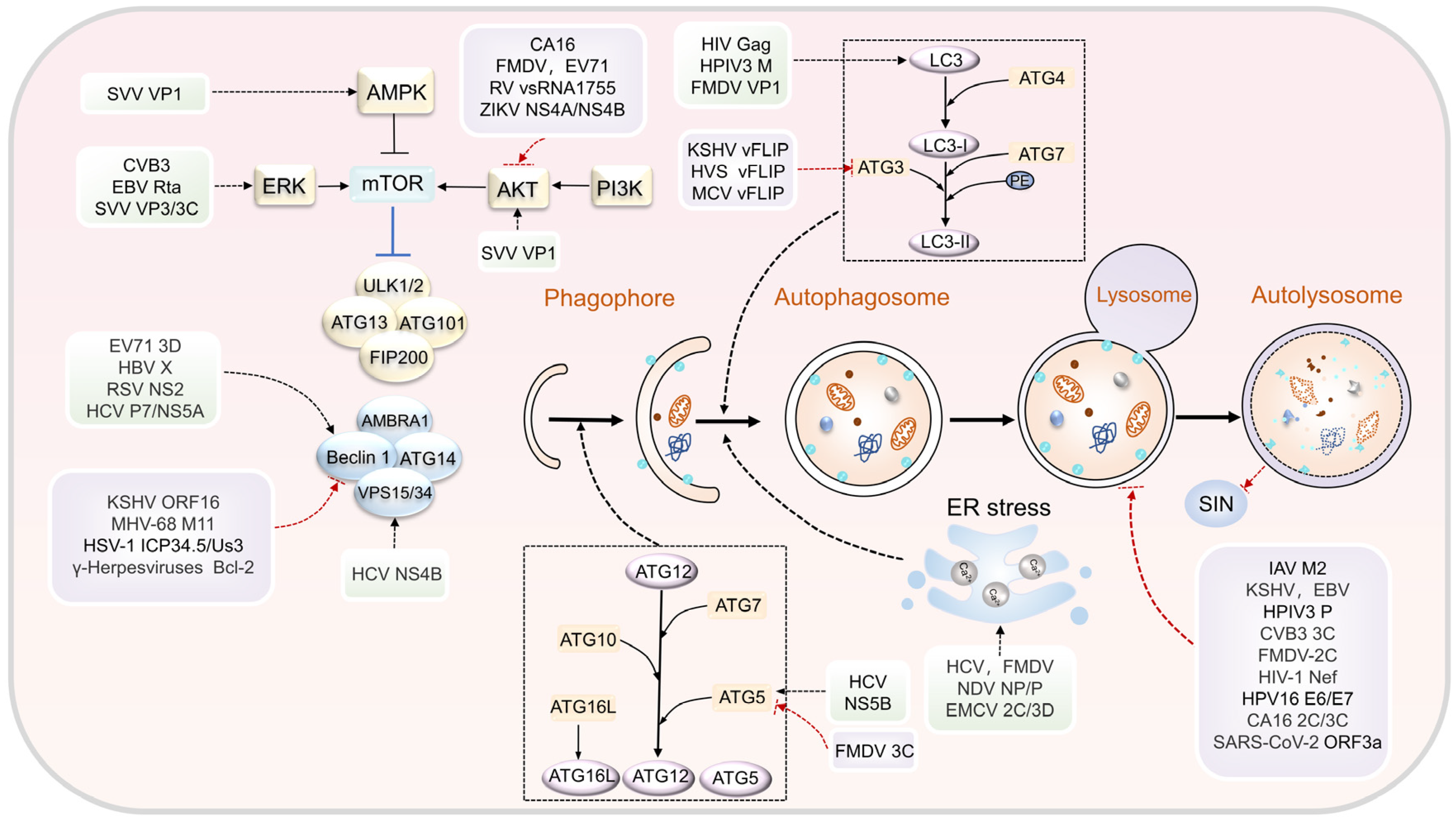 Biomolecules 13 01454 g002