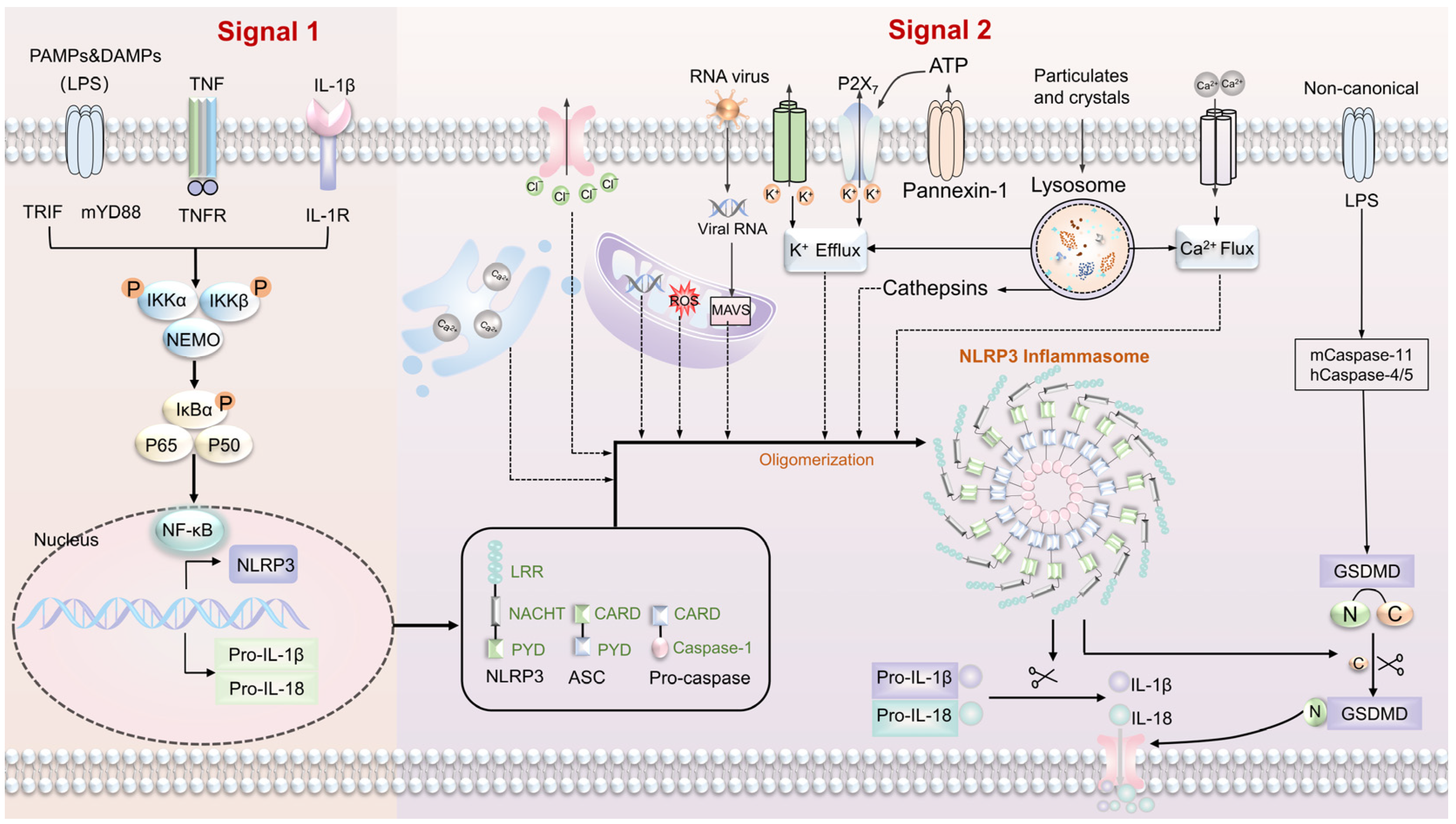 Biomolecules 13 01454 g003
