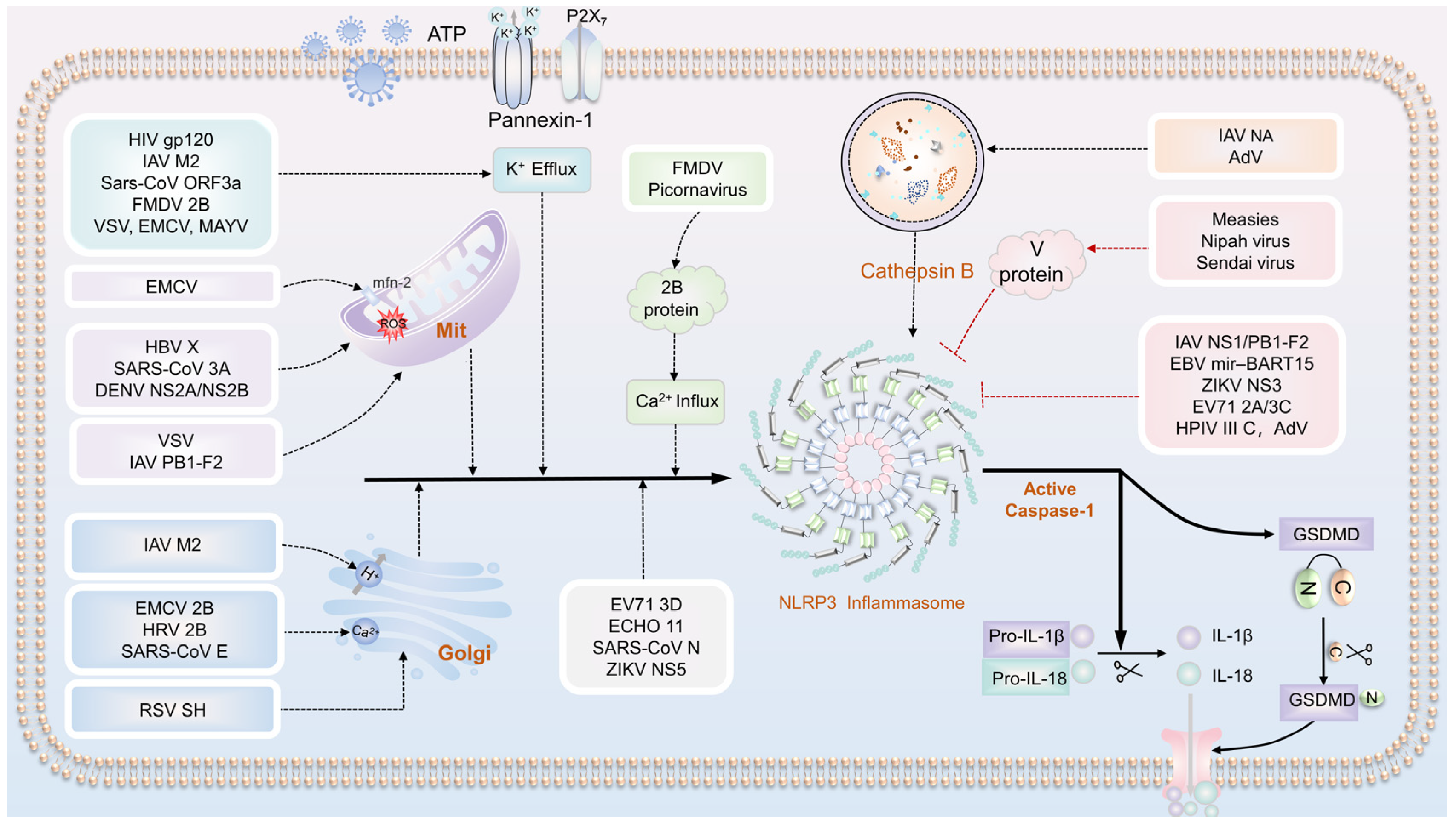Biomolecules 13 01454 g004