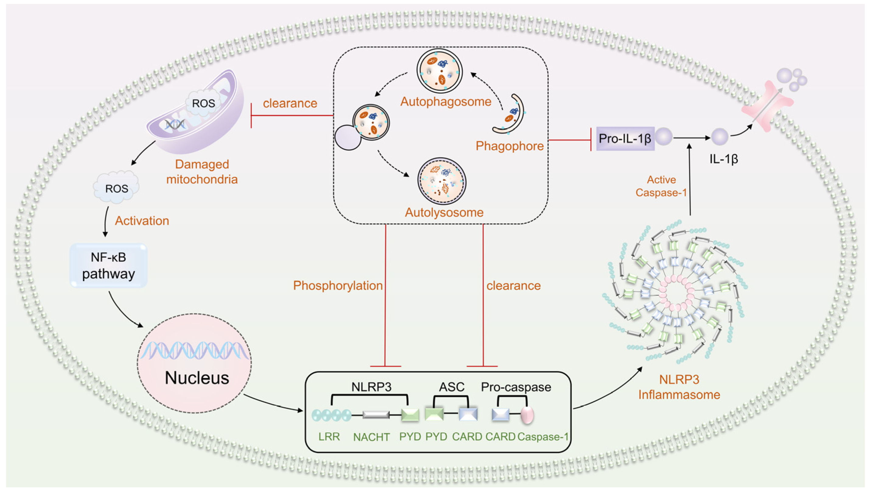 Biomolecules 13 01454 g005