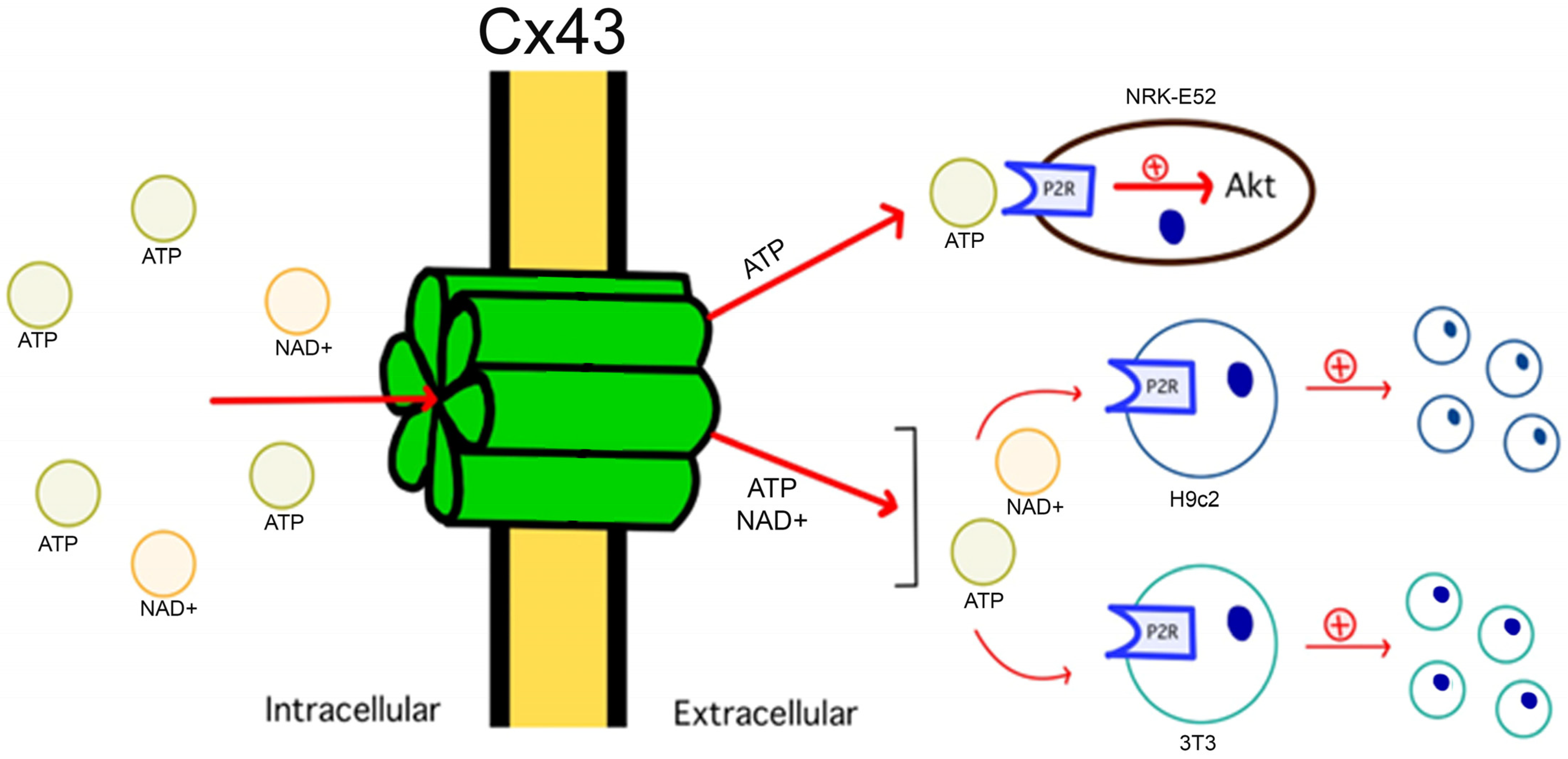 Biomolecules 13 01460 g003