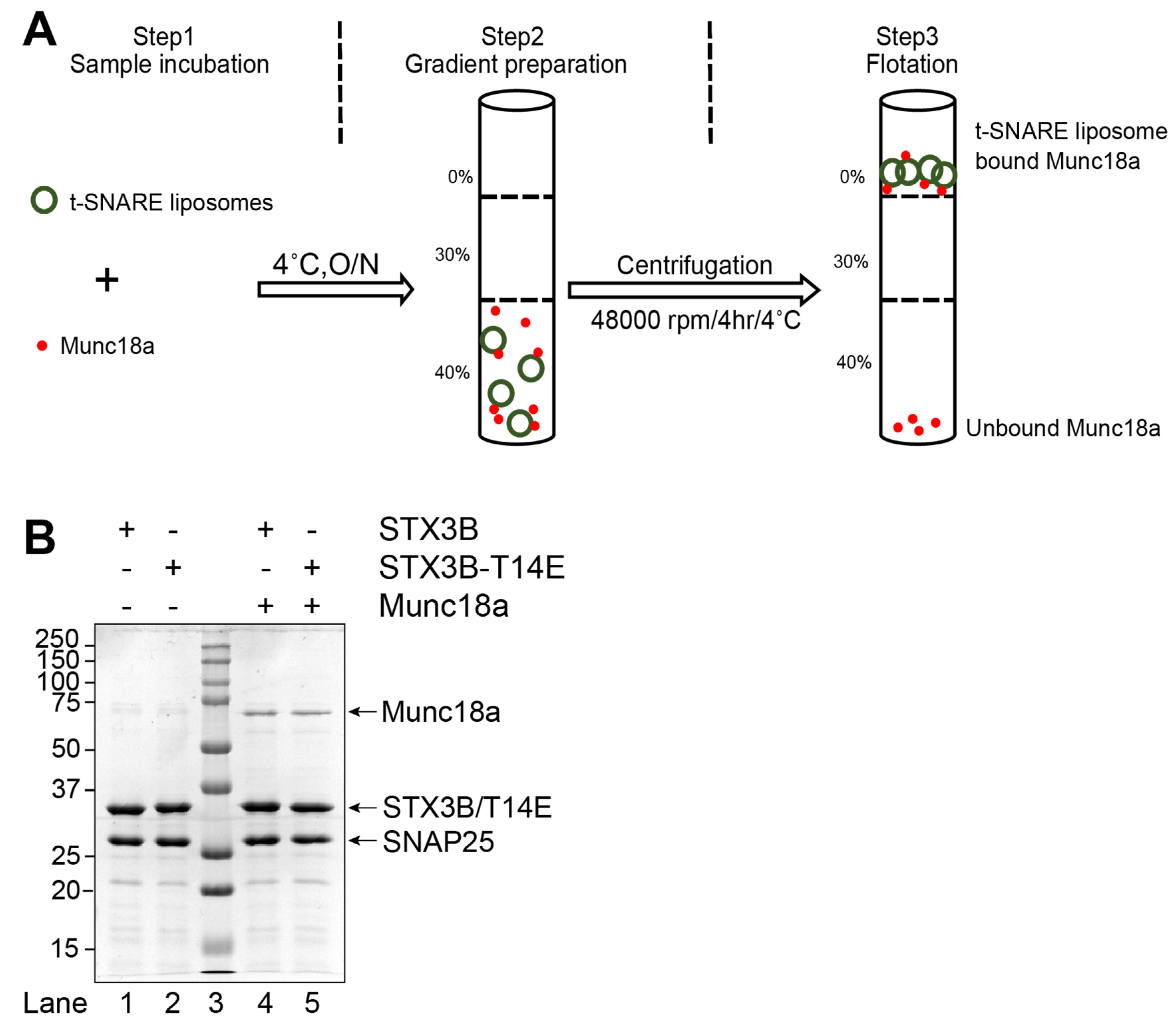 Biomolecules 13 01463 g002 Biomolecules 13 01463 g002