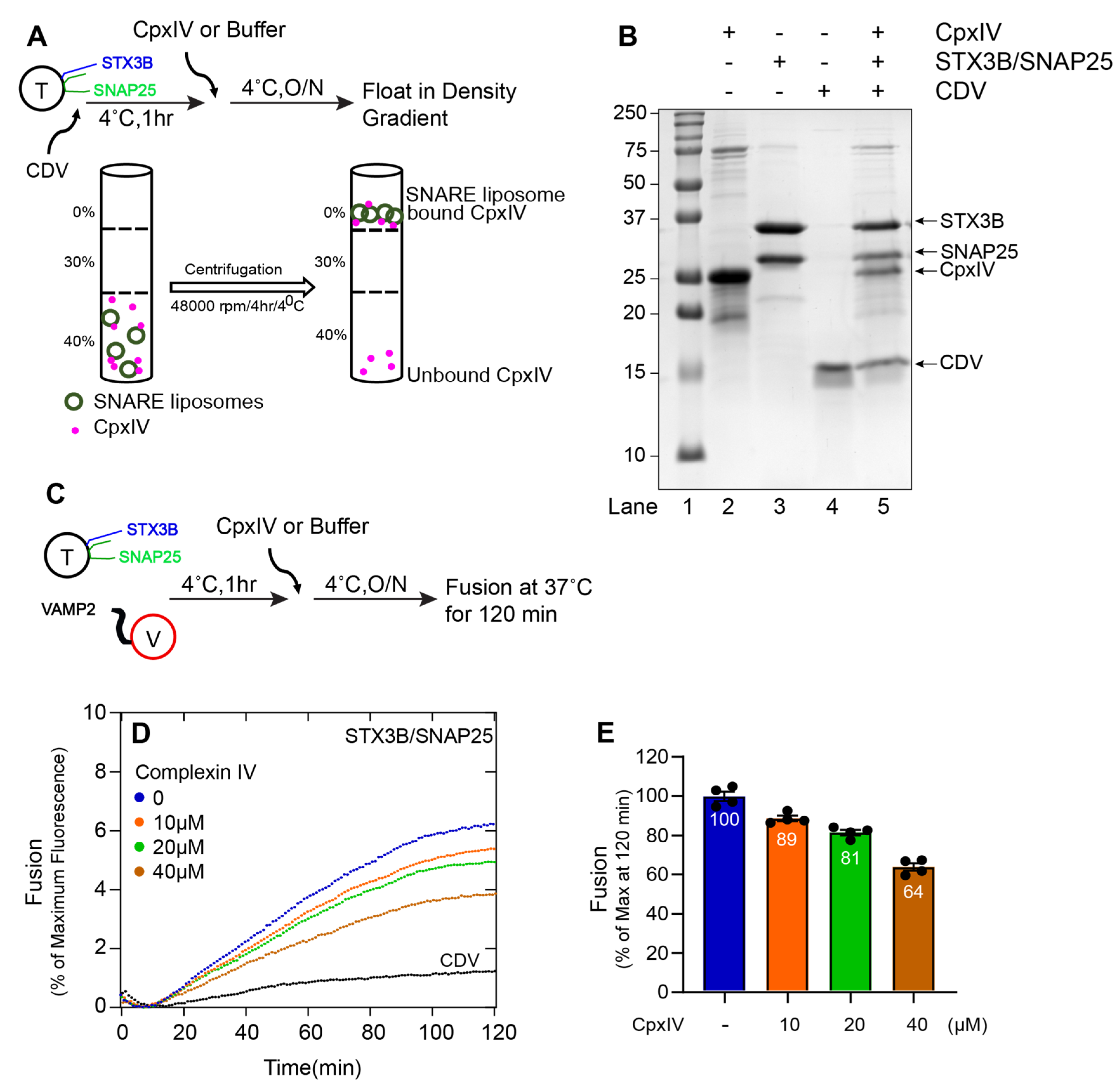 Biomolecules 13 01463 g005 Biomolecules 13 01463 g005