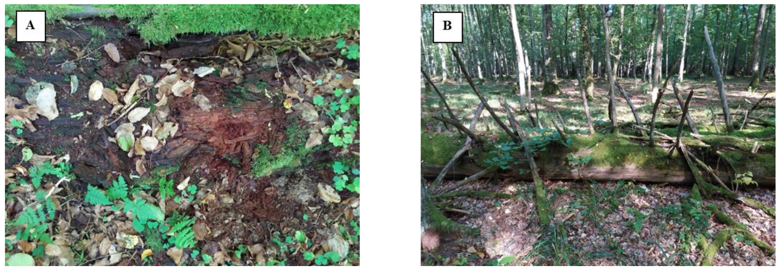 Biomolecules 13 01466 g001