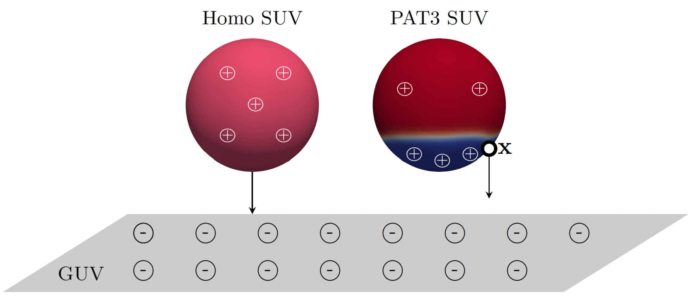 Biomolecules 13 01473 g002
