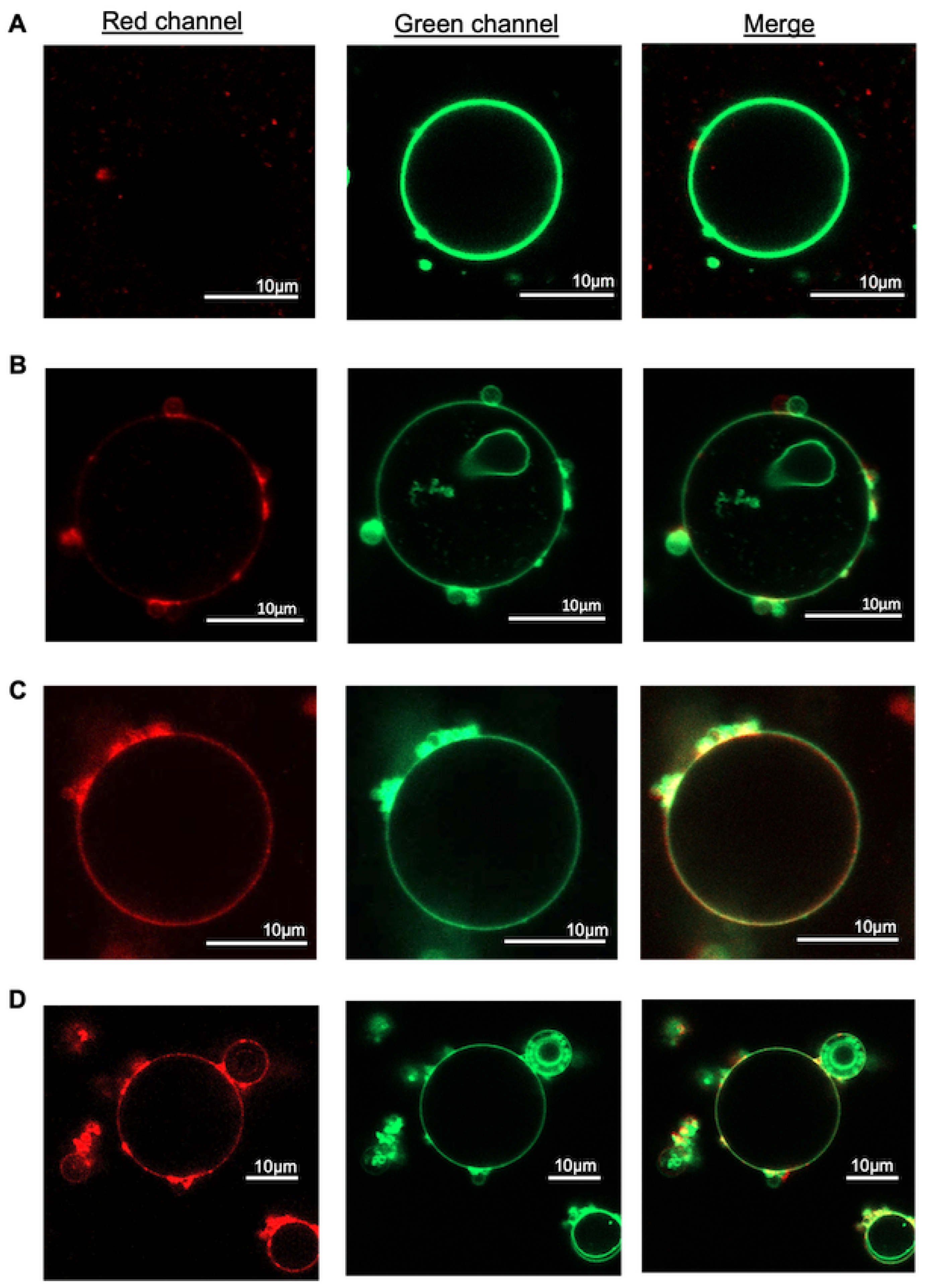 Biomolecules 13 01473 g004