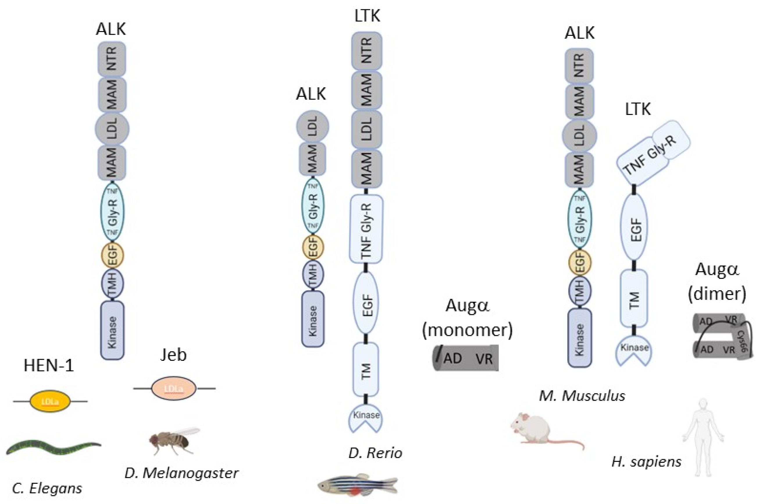 Multifaceted Roles of ALK Family Receptors and Augmentor Ligands 