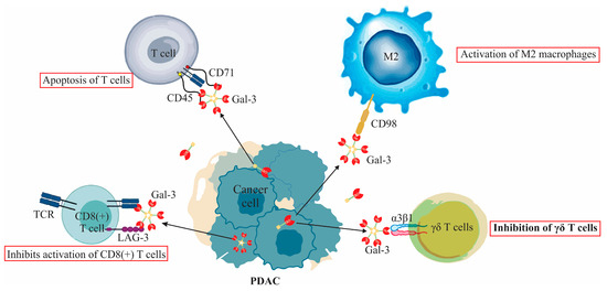 Galectin-3's Complex Interactions in Pancreatic Ductal