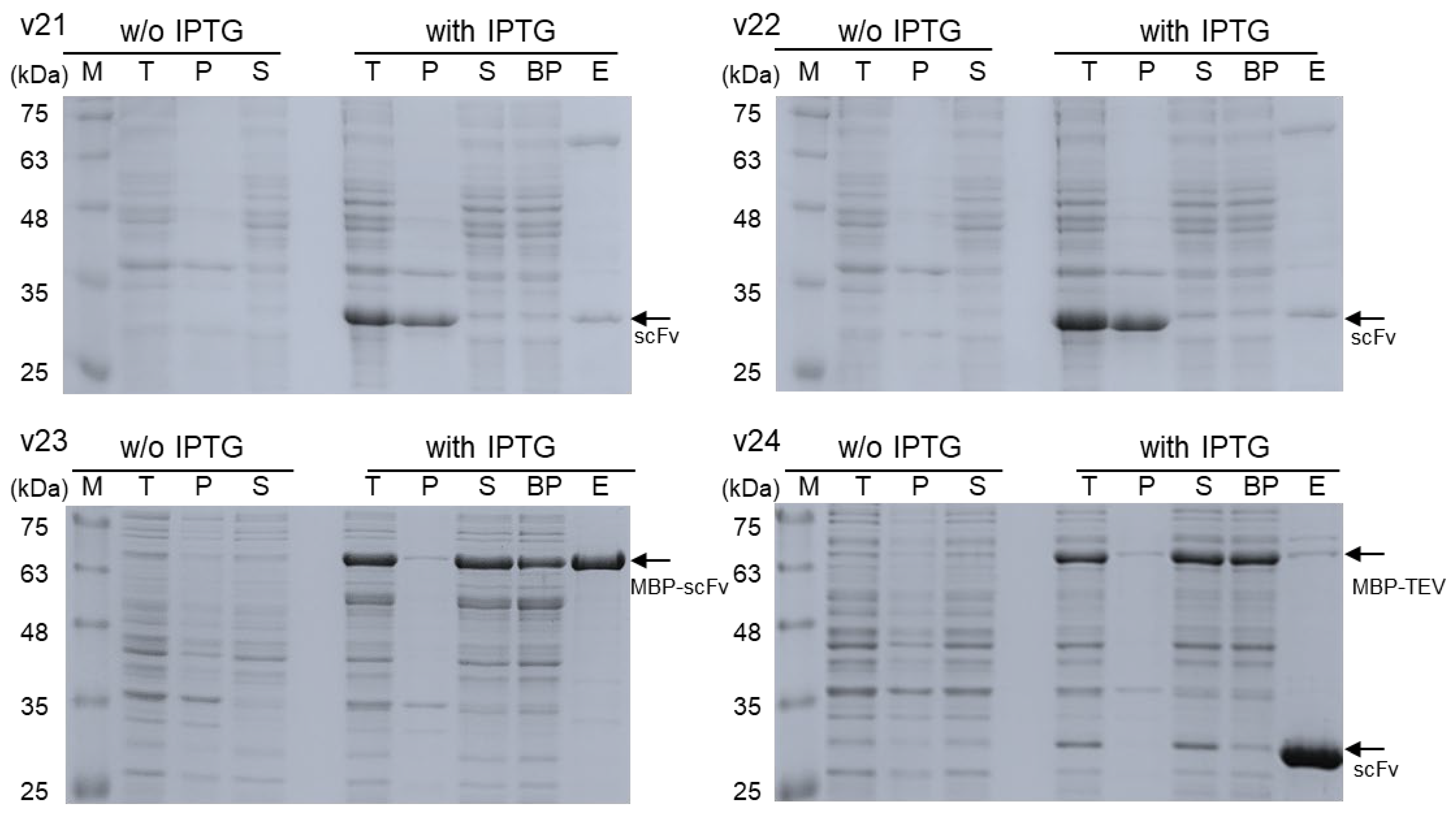 Biomolecules 13 01508 g002