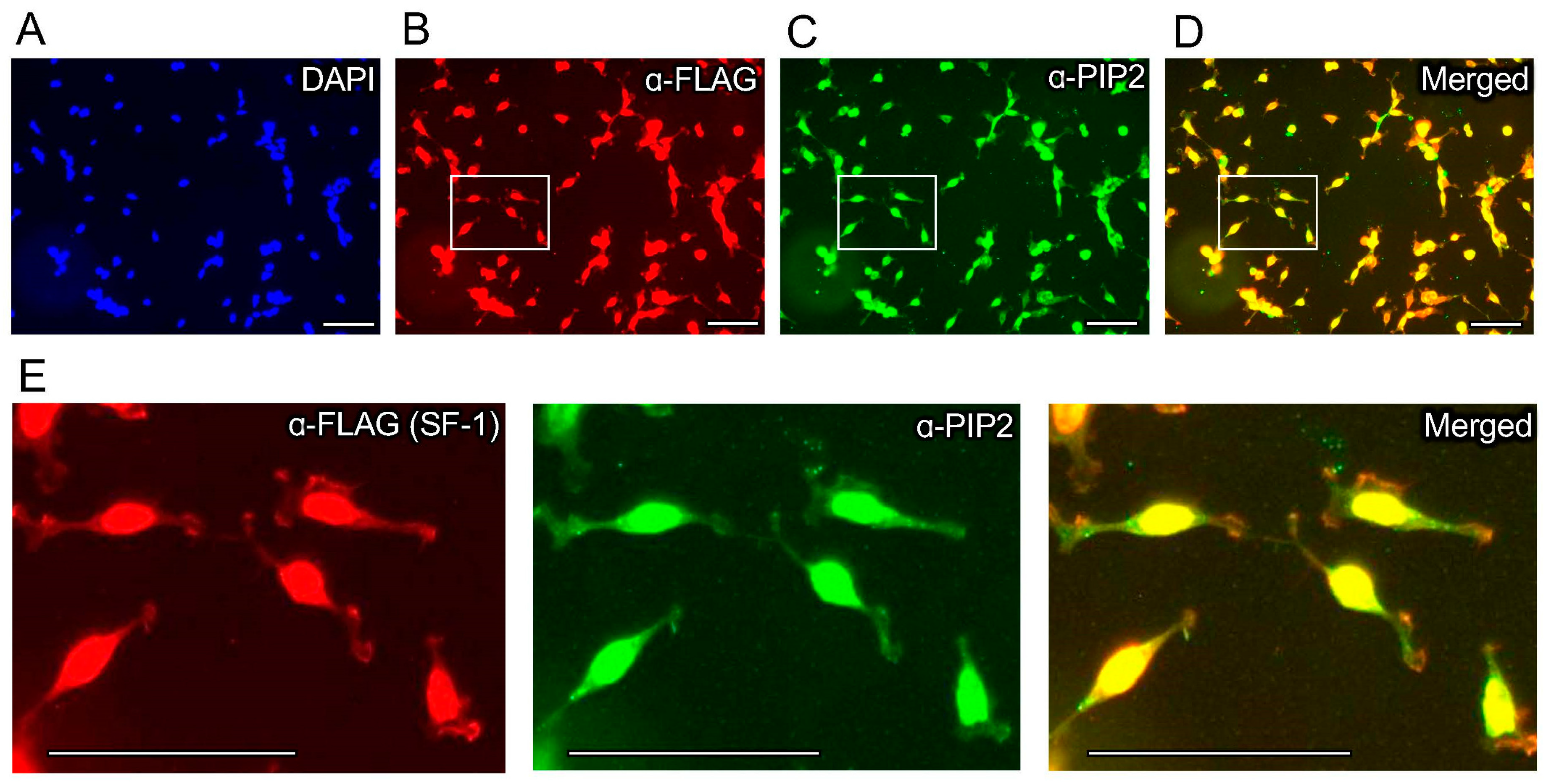 Biomolecules 13 01509 g002