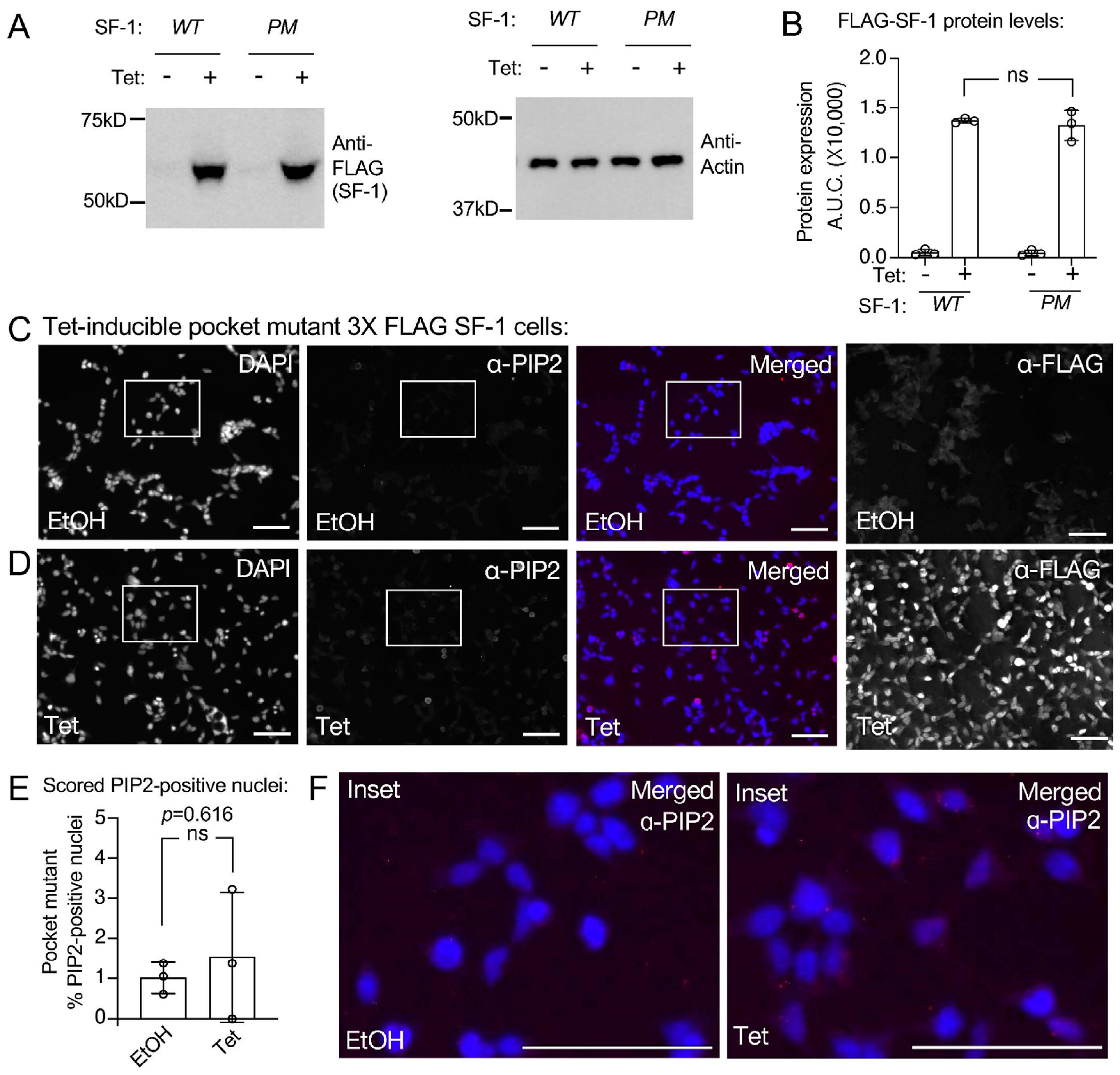Biomolecules 13 01509 g004