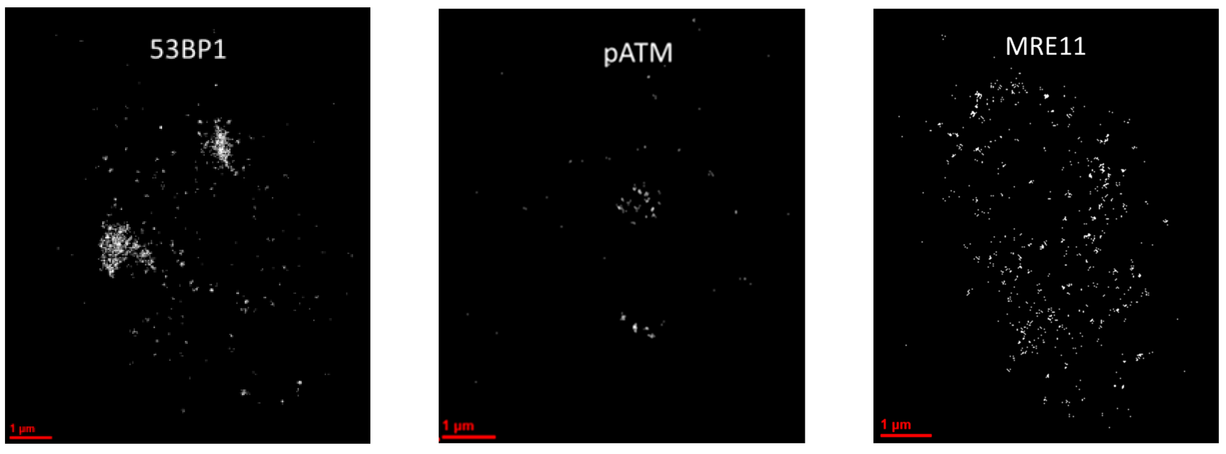 Biomolecules 13 01518 g002