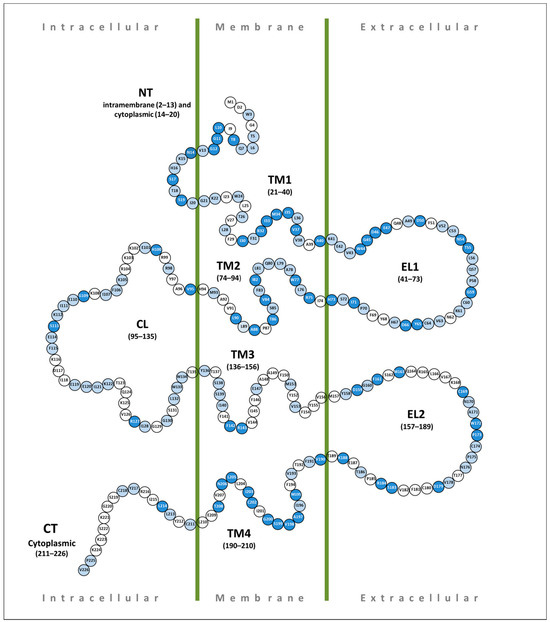 Functional Consequences of Pathogenic Variants of the GJB2