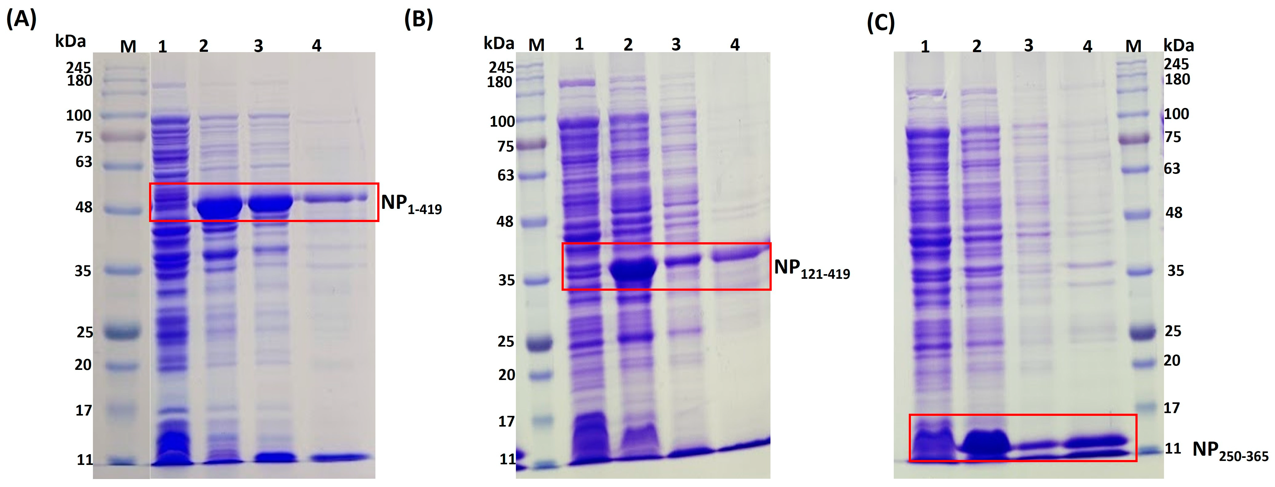 Biomolecules 13 01524 g003