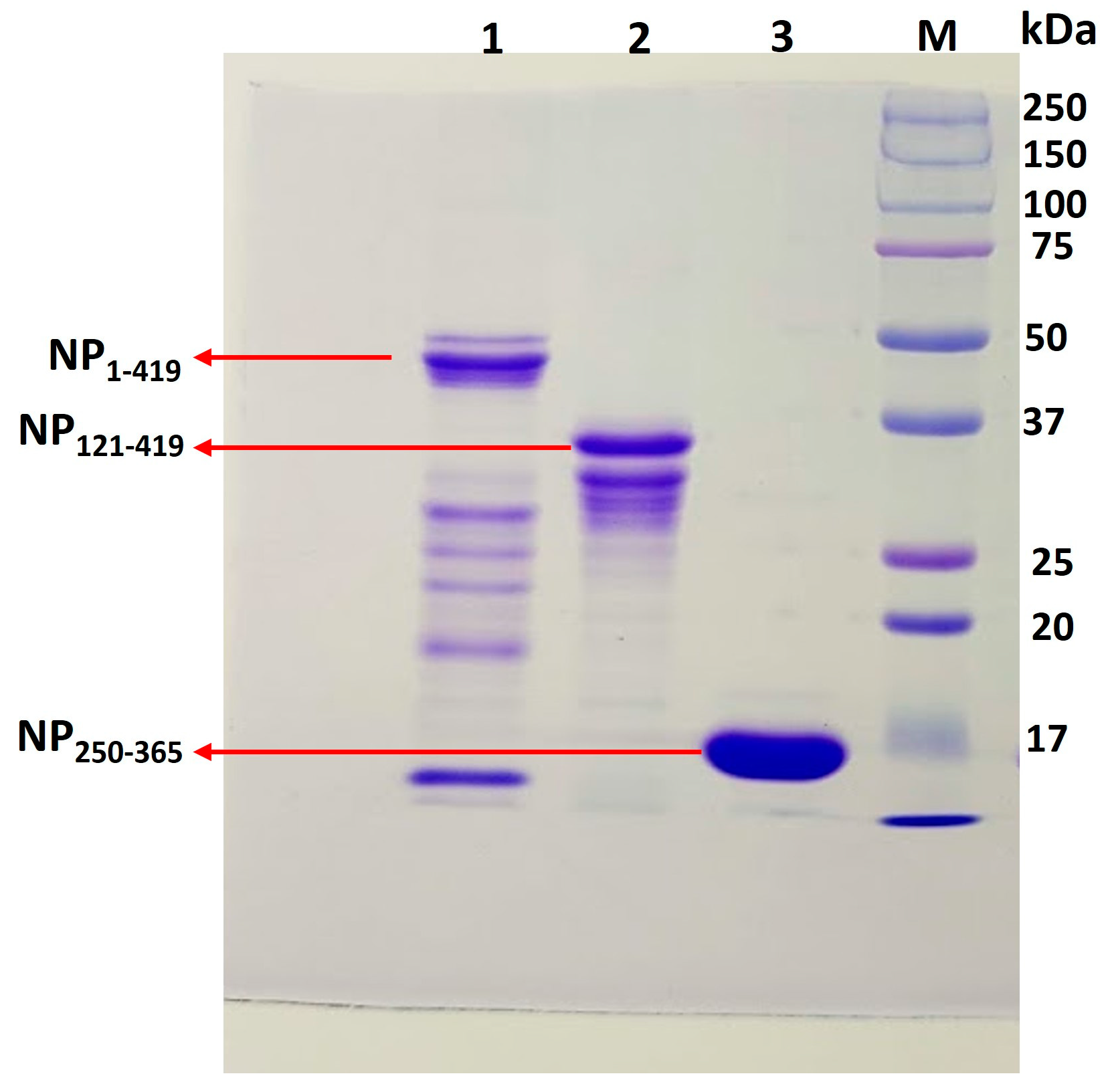 【高価値】 and Stability Improved Manufacturability Nucleocapsid of パン