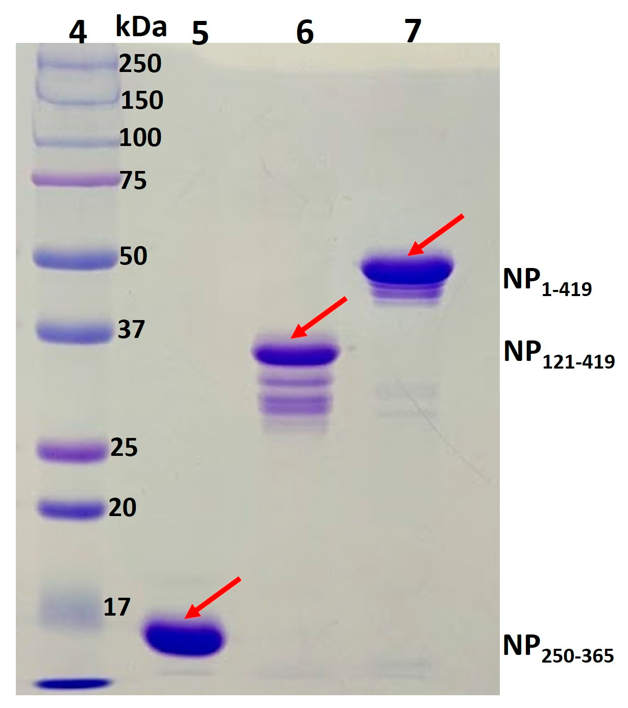 Biomolecules 13 01524 g008