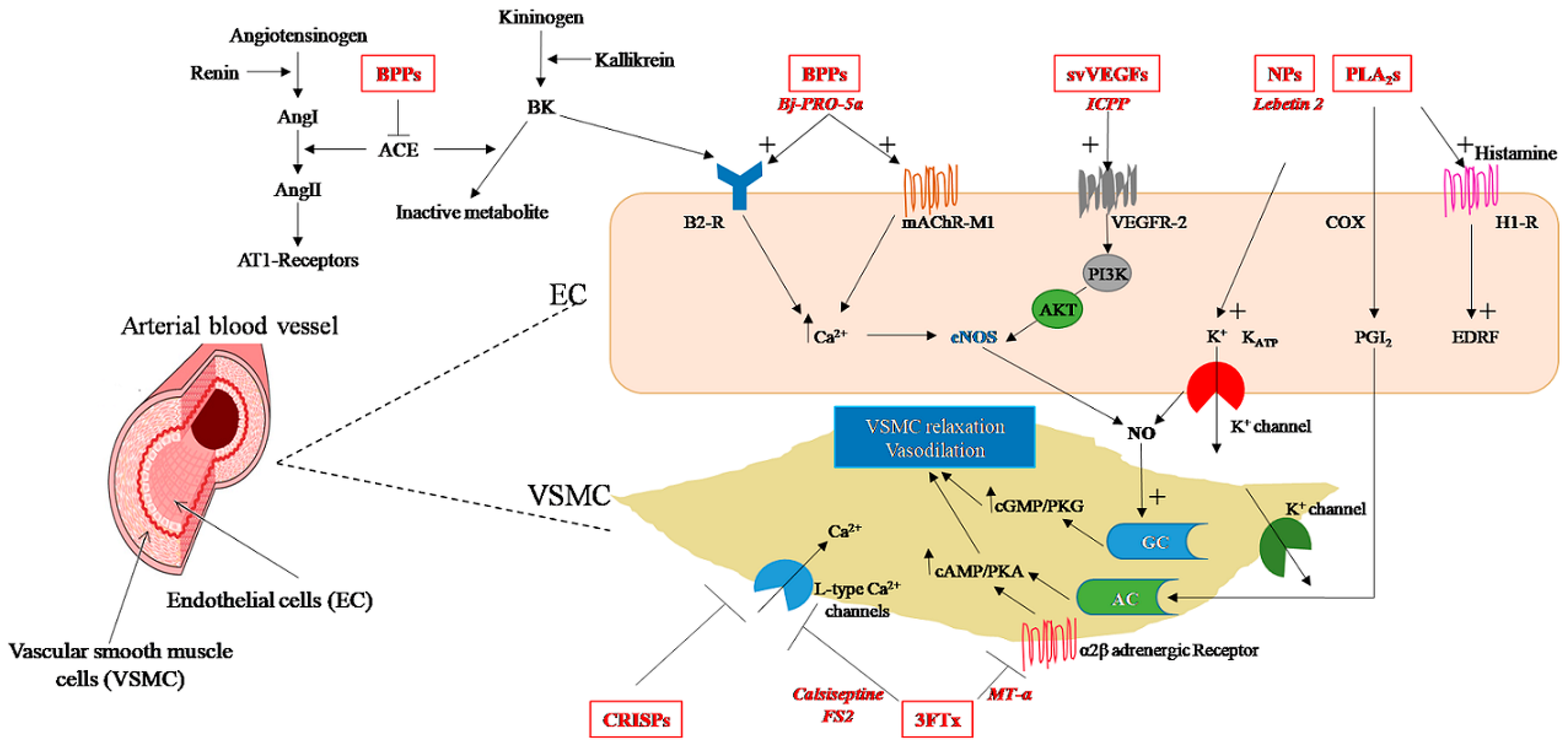 Biomolecules 13 01539 g002 Biomolecules 13 01539 g002