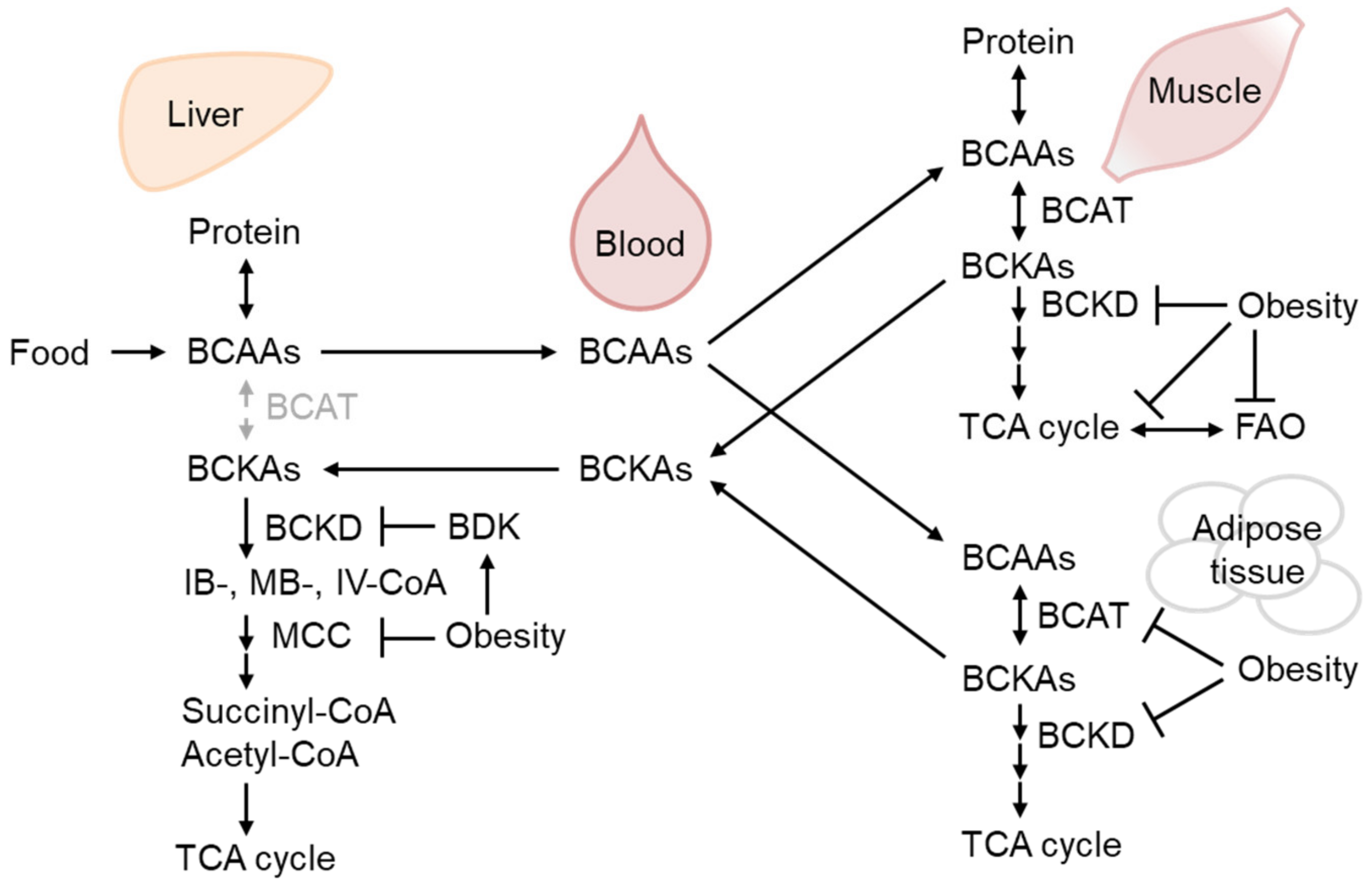 Biomolecules 13 01544 g002