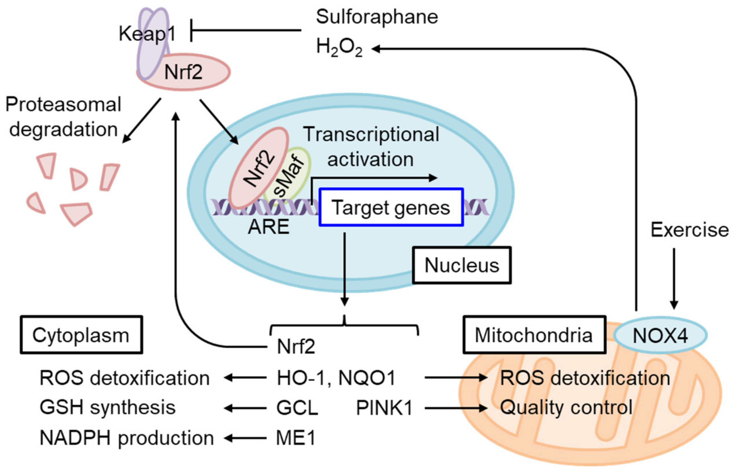 Biomolecules 13 01544 g004