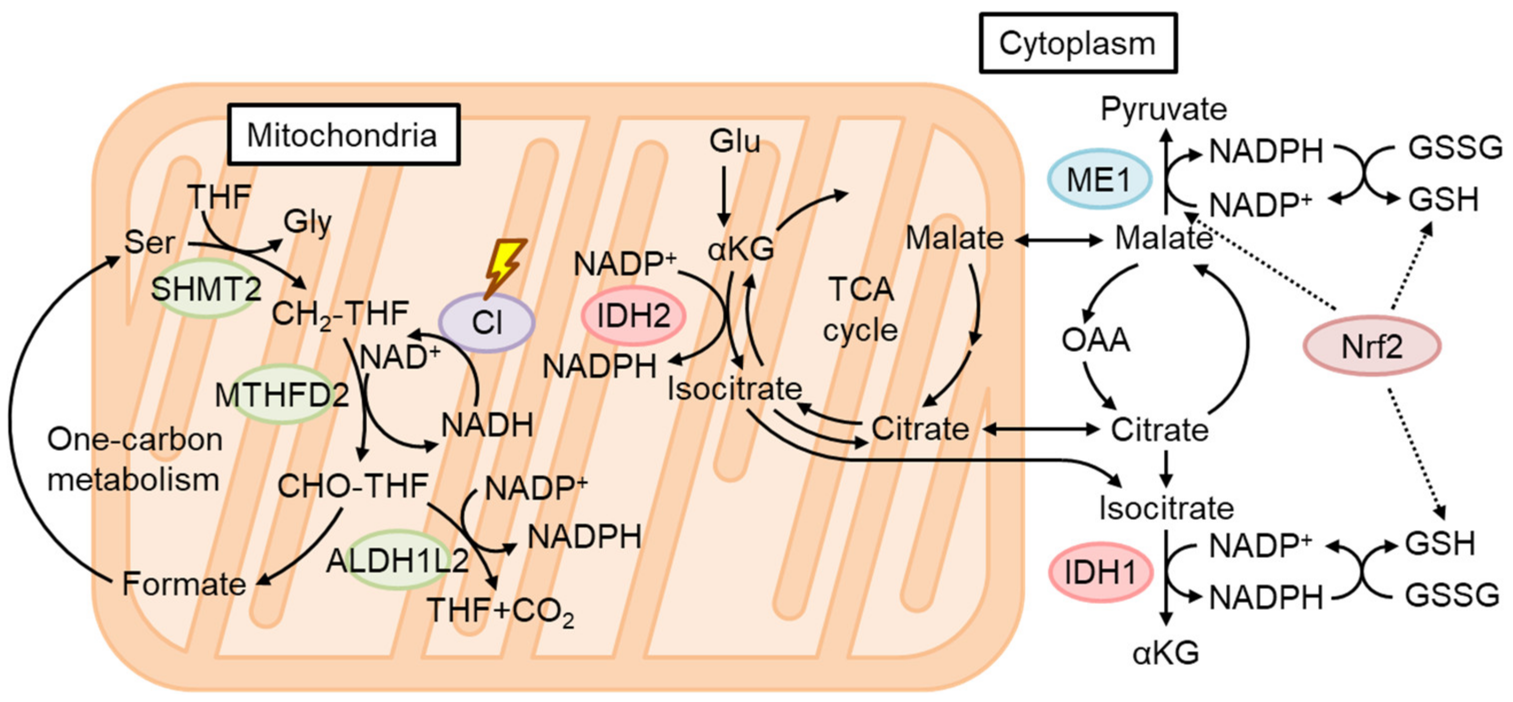 Biomolecules 13 01544 g006