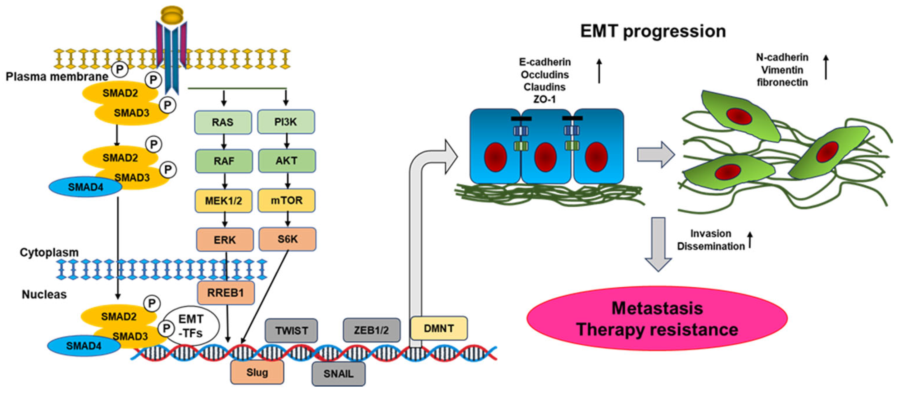Biomolecules 13 01551 g002 Biomolecules 13 01551 g002