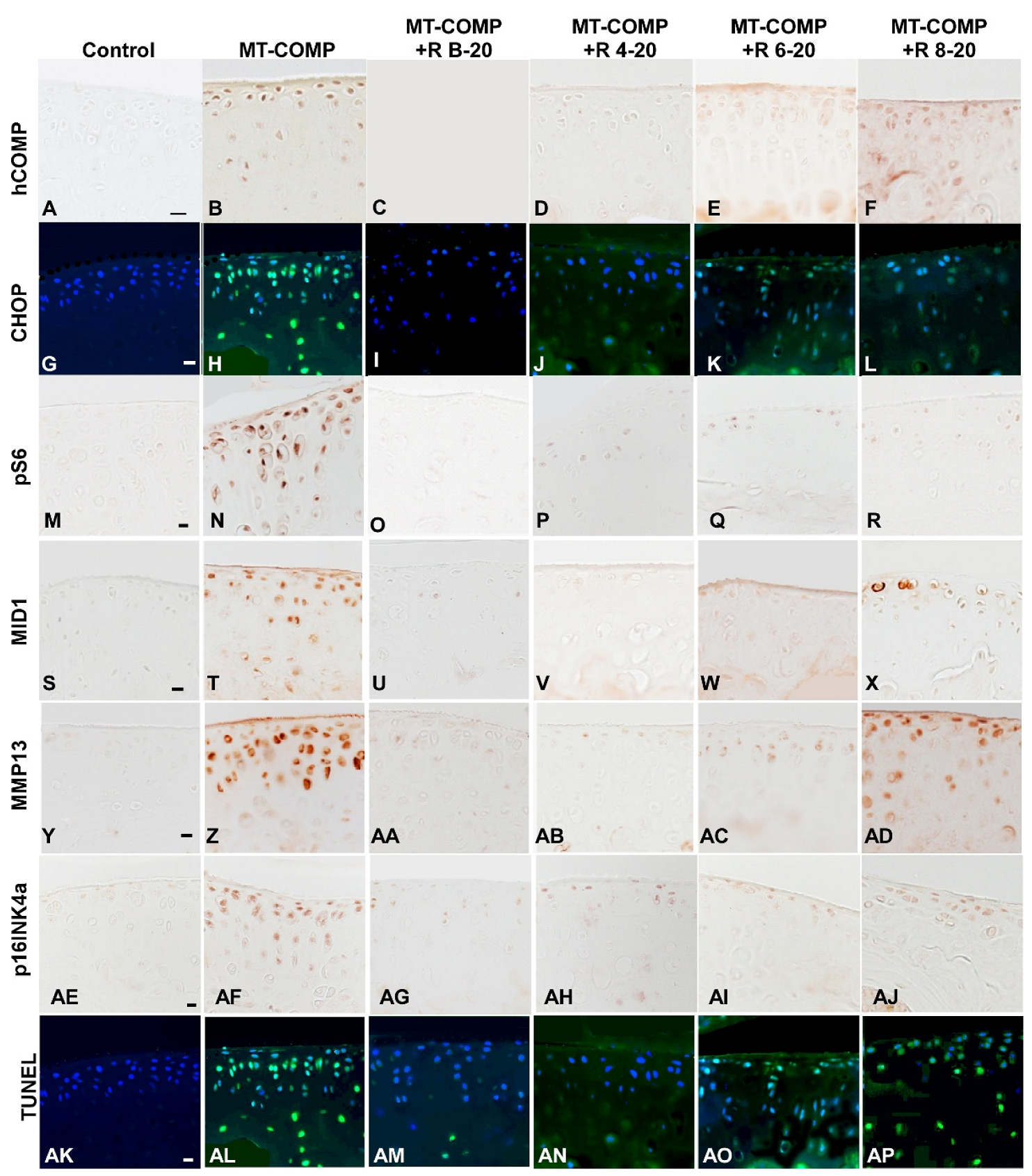 Biomolecules 13 01553 g004