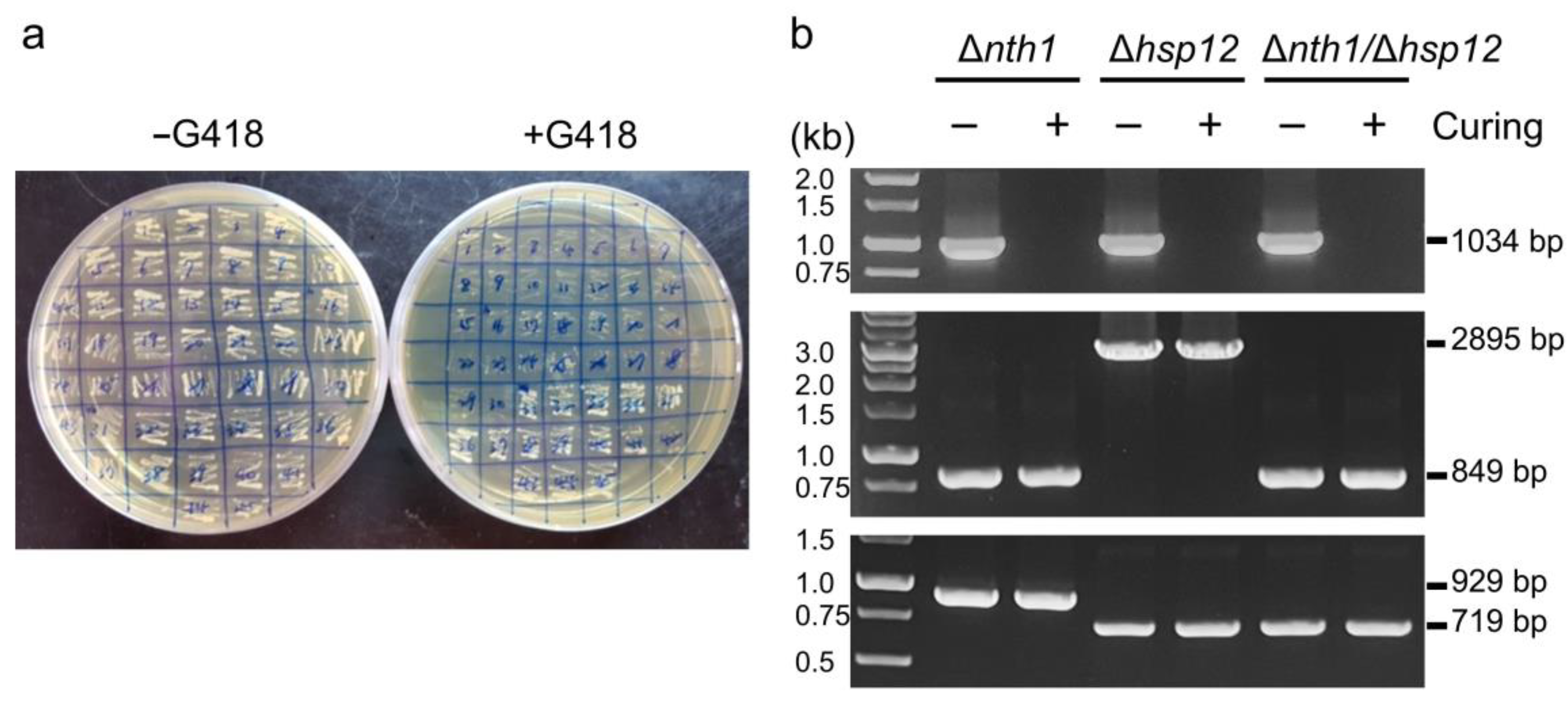 Biomolecules 13 01561 g003