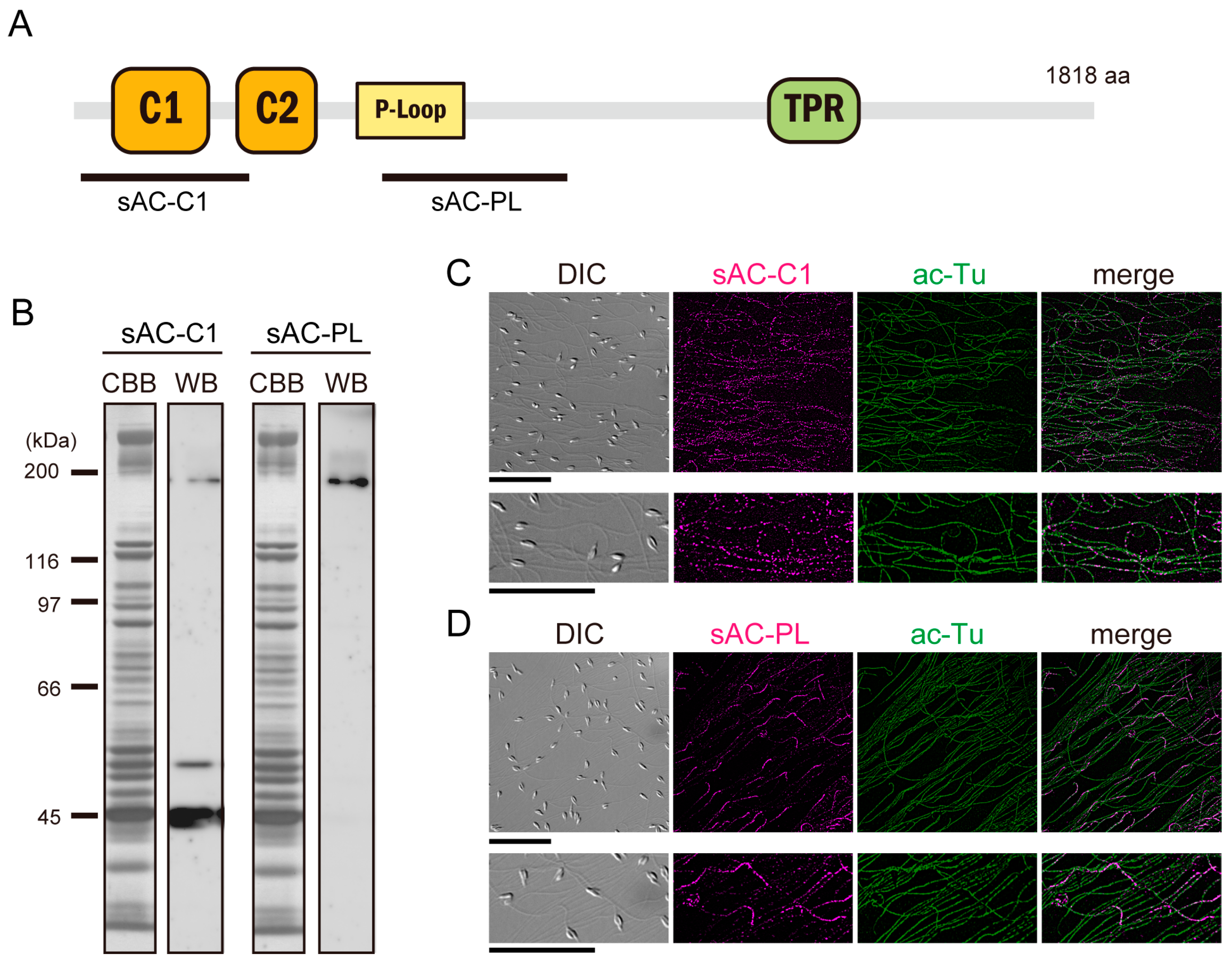 Biomolecules 13 01594 g001