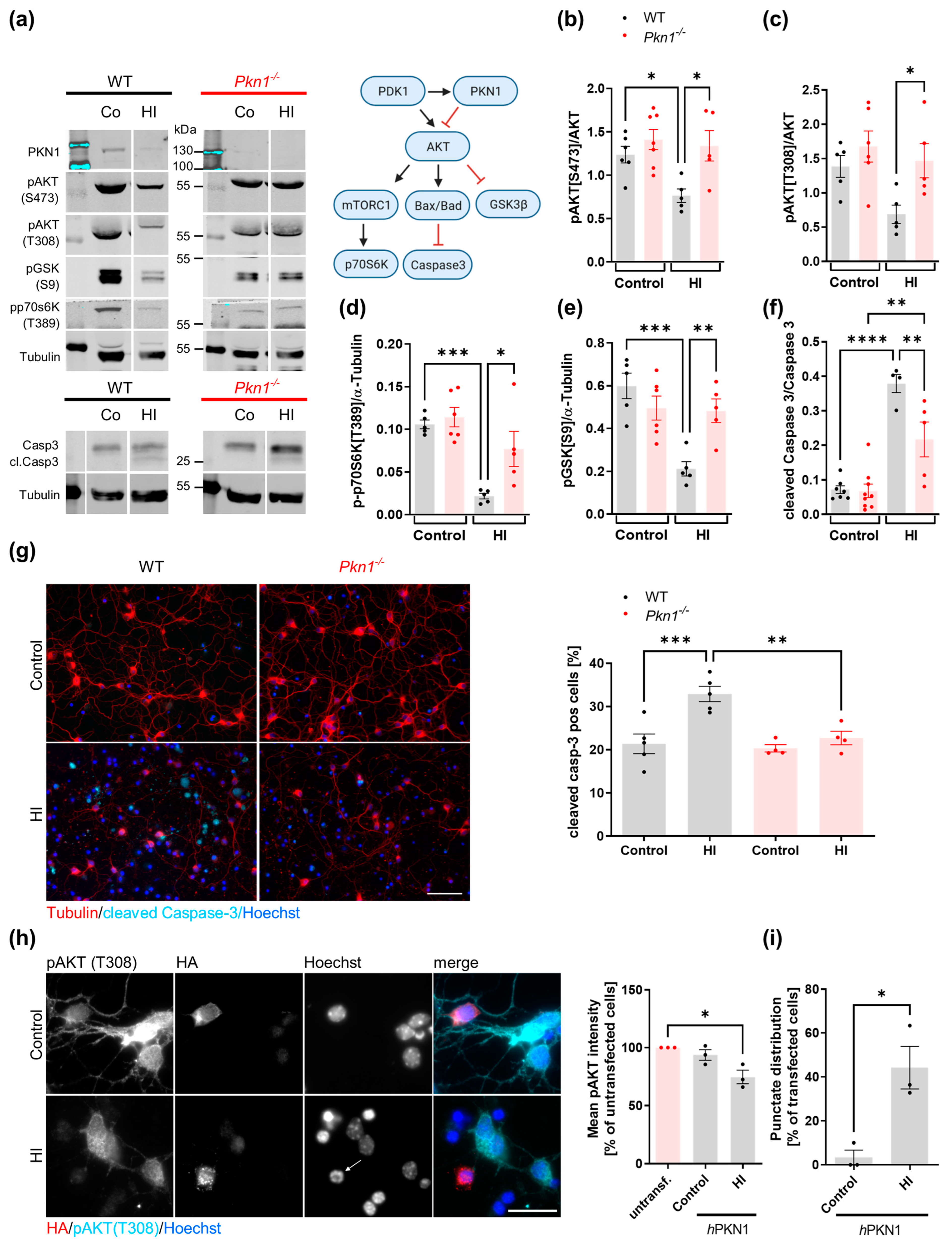Biomolecules 13 01599 g001 Biomolecules 13 01599 g001