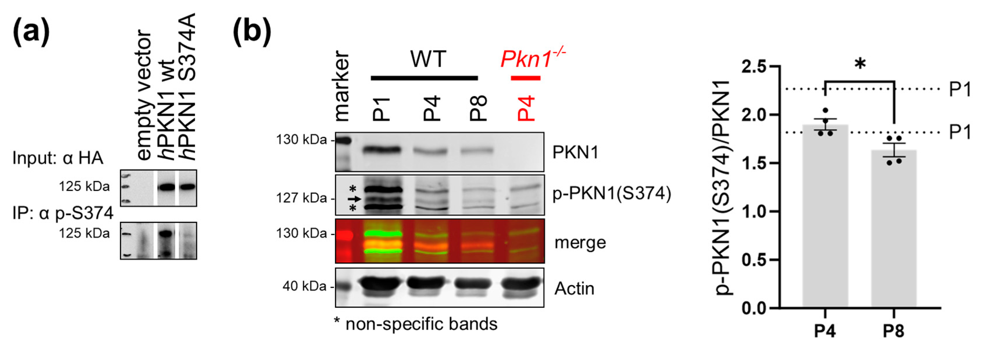 Biomolecules 13 01599 g005 Biomolecules 13 01599 g005