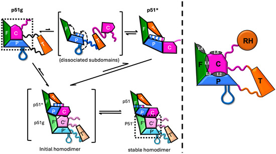Targeting the Structural Maturation Pathway of HIV-1 Reverse Targeting the Structural Maturation Pathway of HIV-1 Reverse