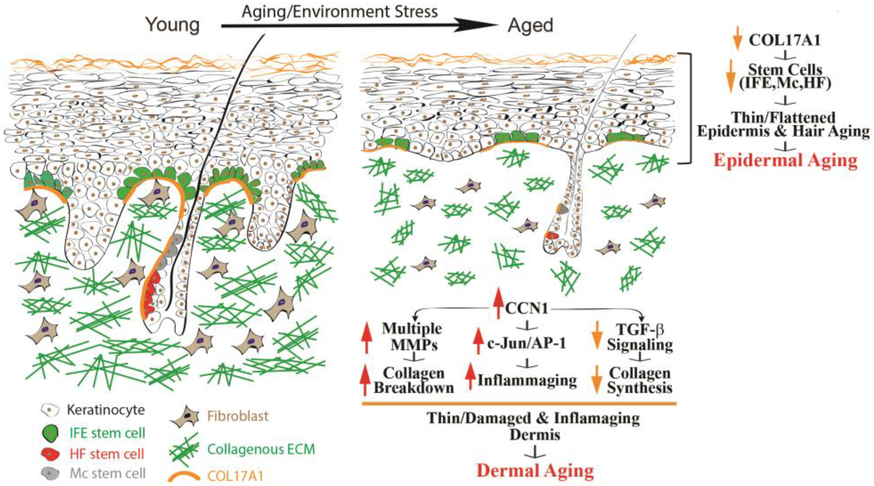 Retinol’s Role in Anti-Aging: A Guide