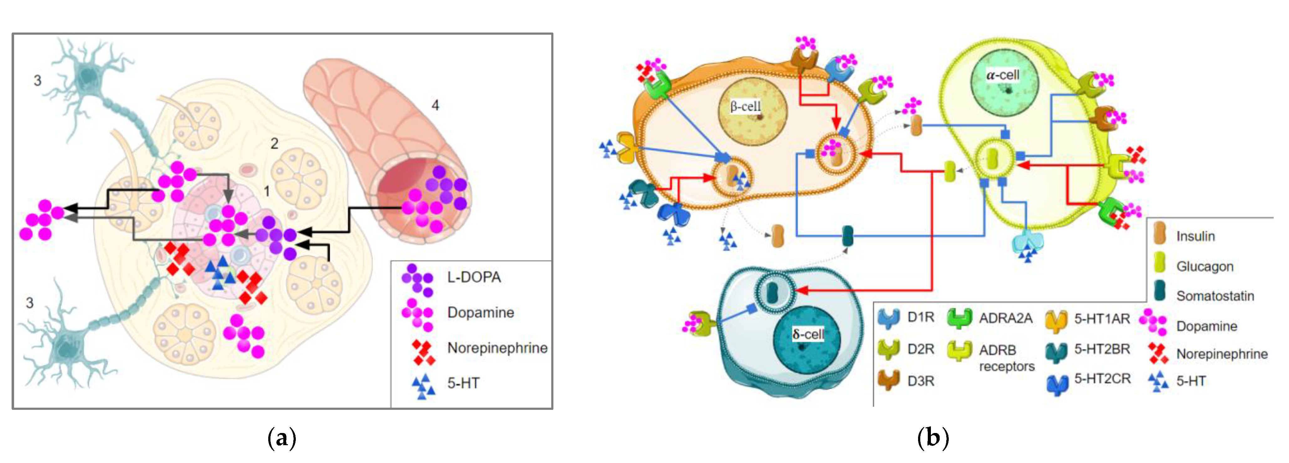 Role of ectopic olfactory receptors in glucose and lipid