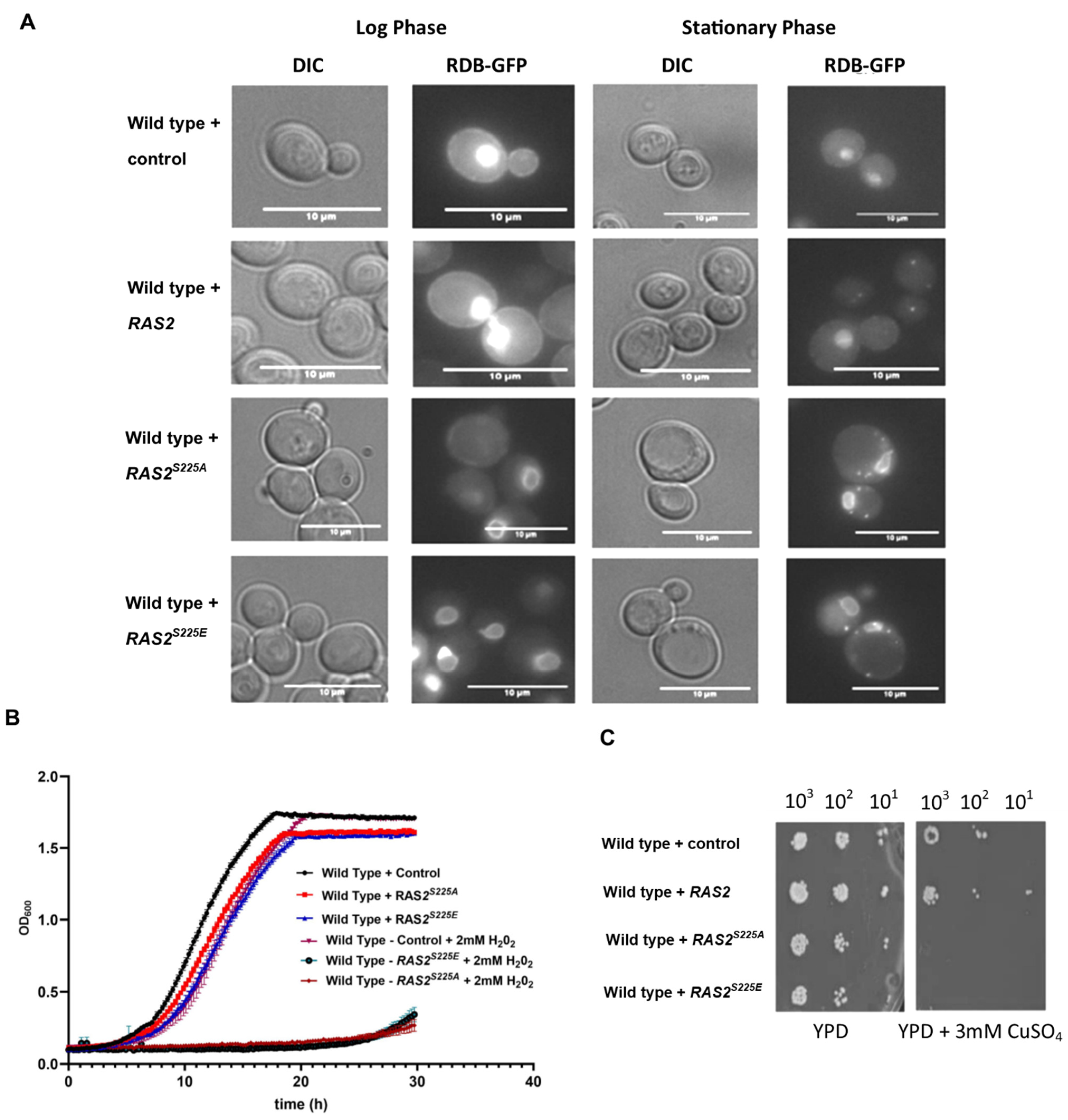 Biomolecules 13 01619 g002