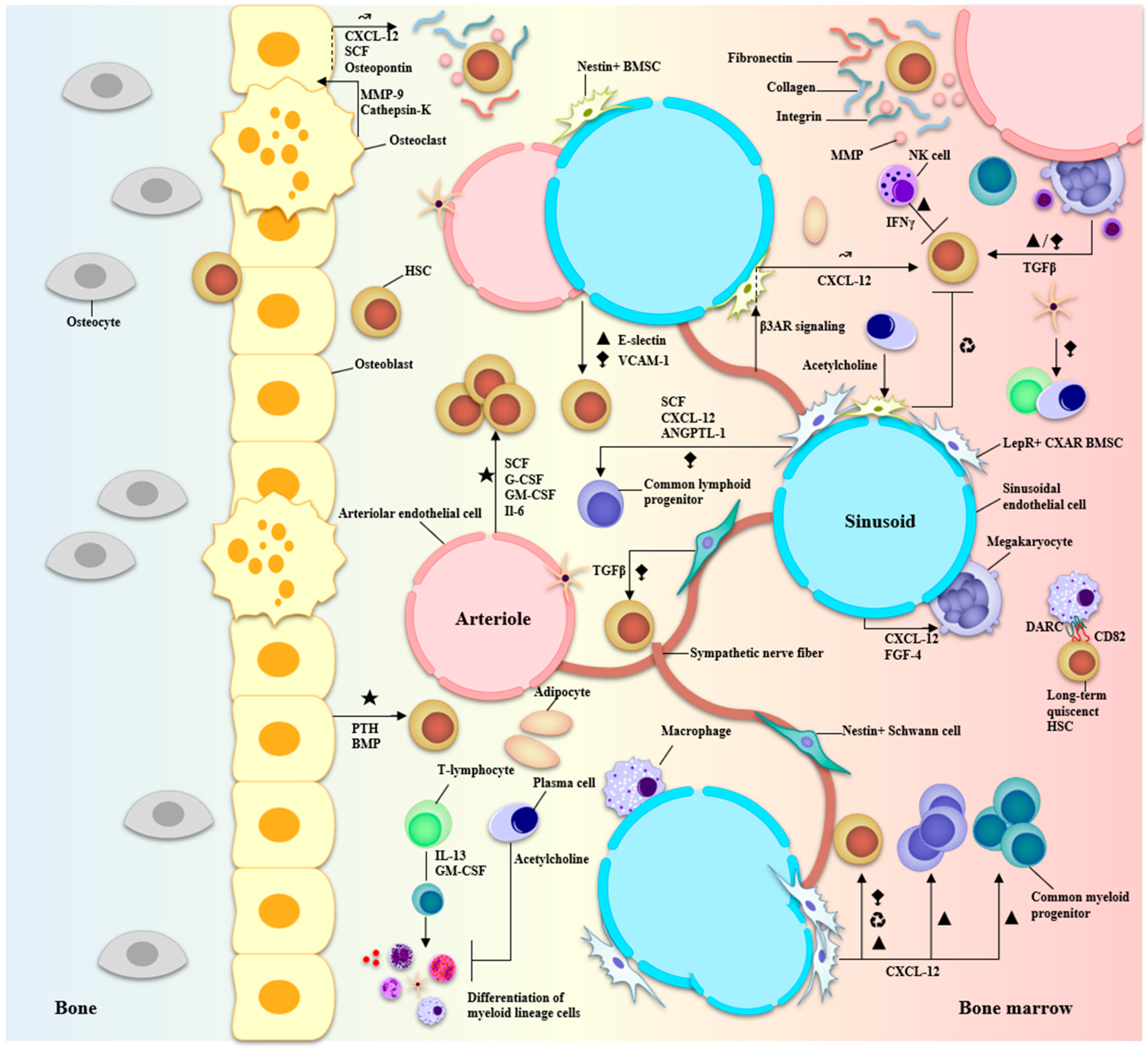 Biomolecules 13 01629 g004 Biomolecules 13 01629 g004