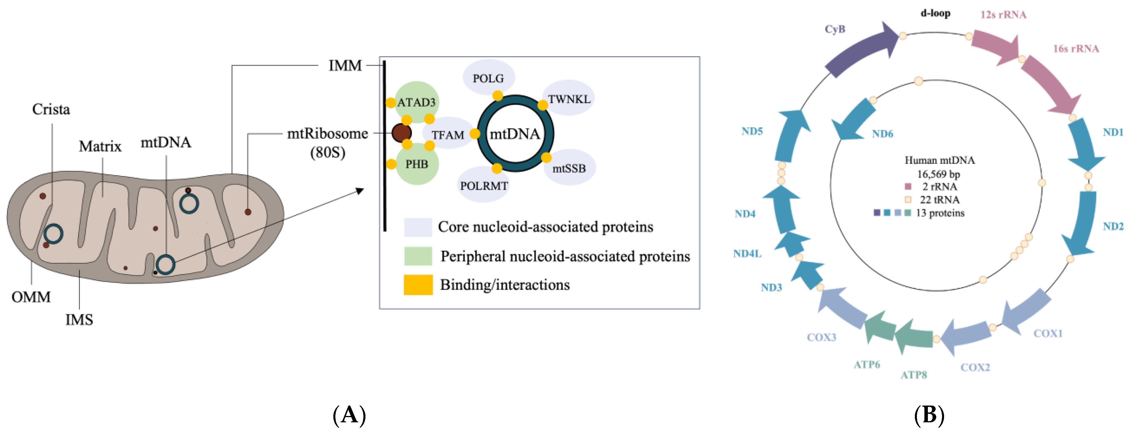 Biomolecules 13 01638 g001