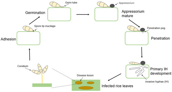 その他 pii A Little Bit About Swiss Turning Machines