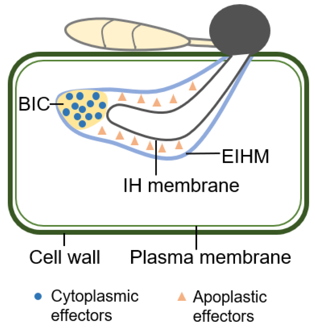 美波 OsEIL2 balances rice immune responses against (hemi