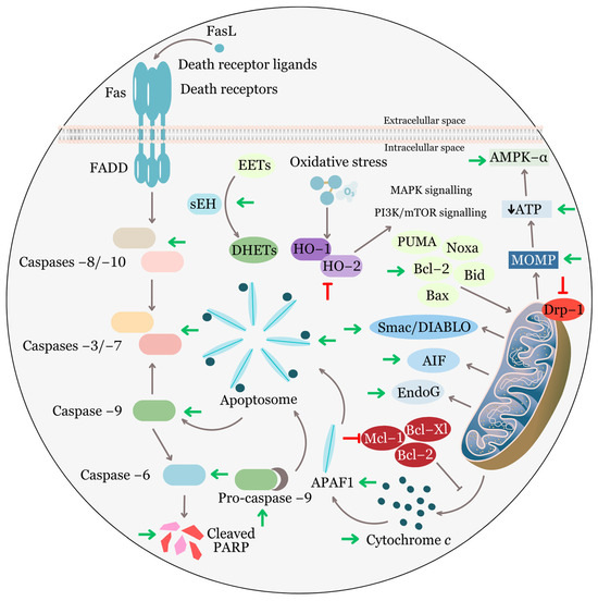 Ellagic Acid and Cancer Hallmarks: Insights from Ellagic Acid and Cancer Hallmarks: Insights from