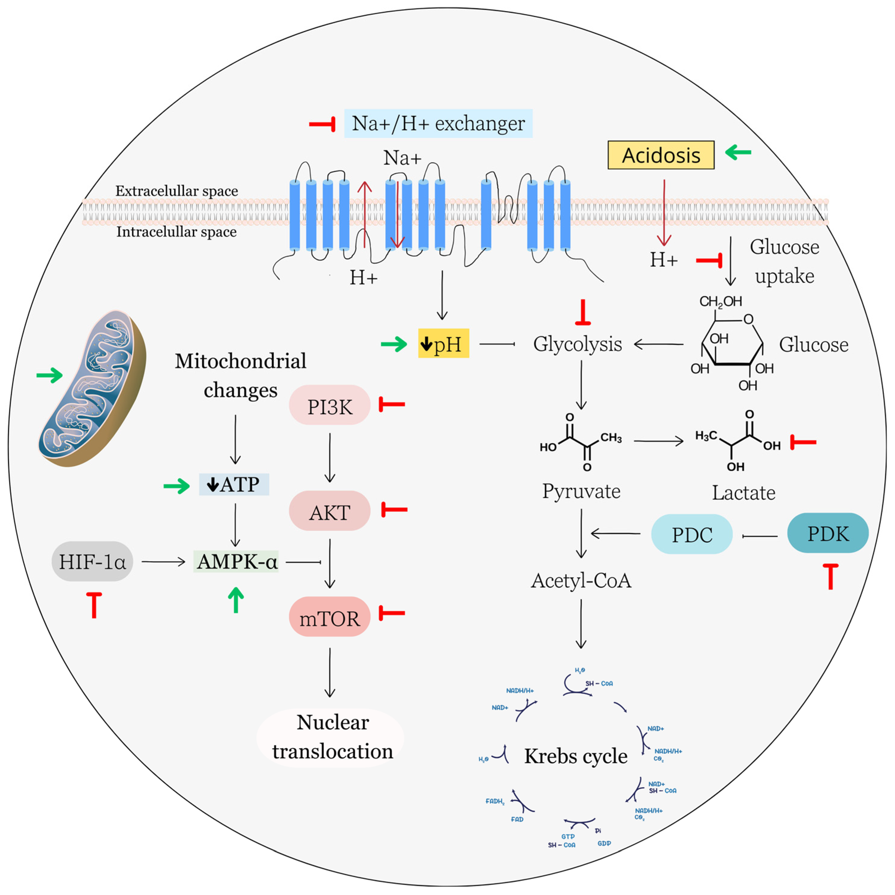Biomolecules 13 01653 g005 Biomolecules 13 01653 g005