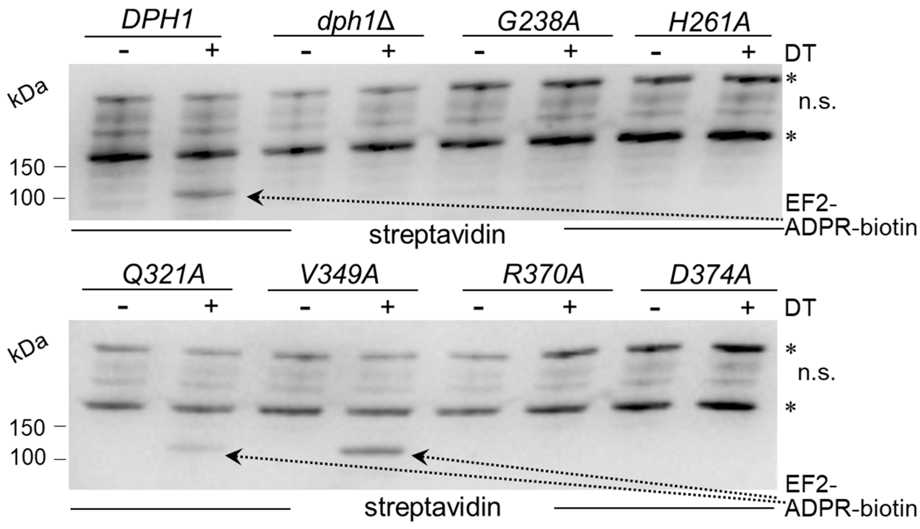 Biomolecules 13 01655 g003