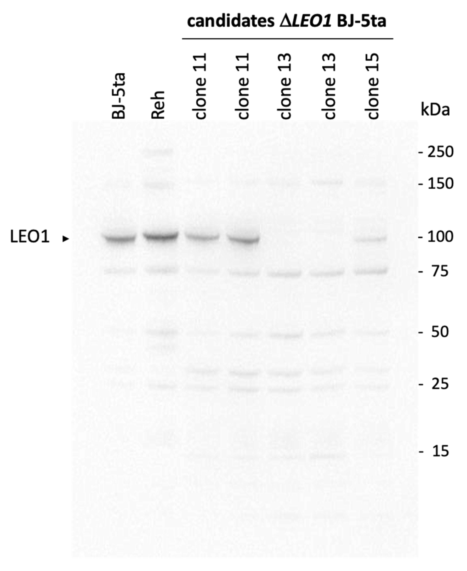 Biomolecules 13 01662 g001 Biomolecules 13 01662 g001