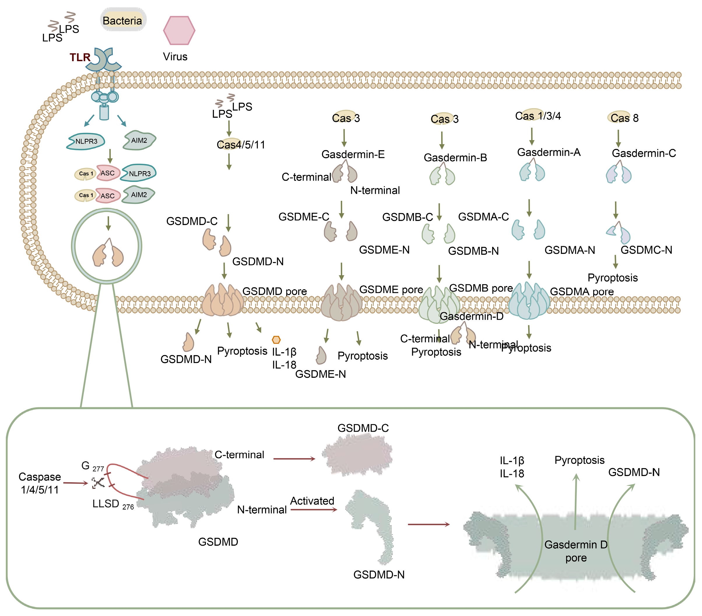 Biomolecules 13 01664 g001