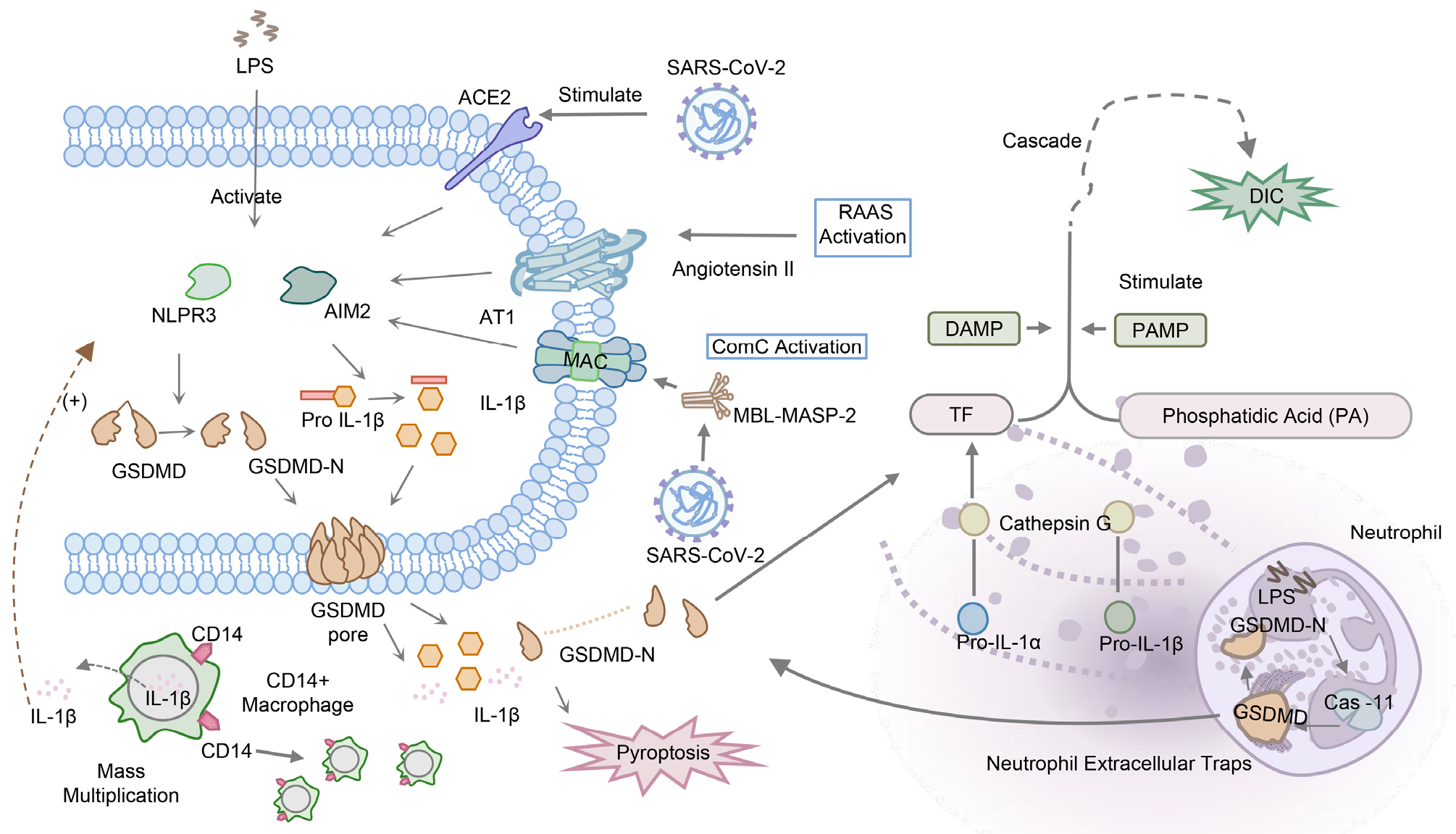Biomolecules 13 01664 g004