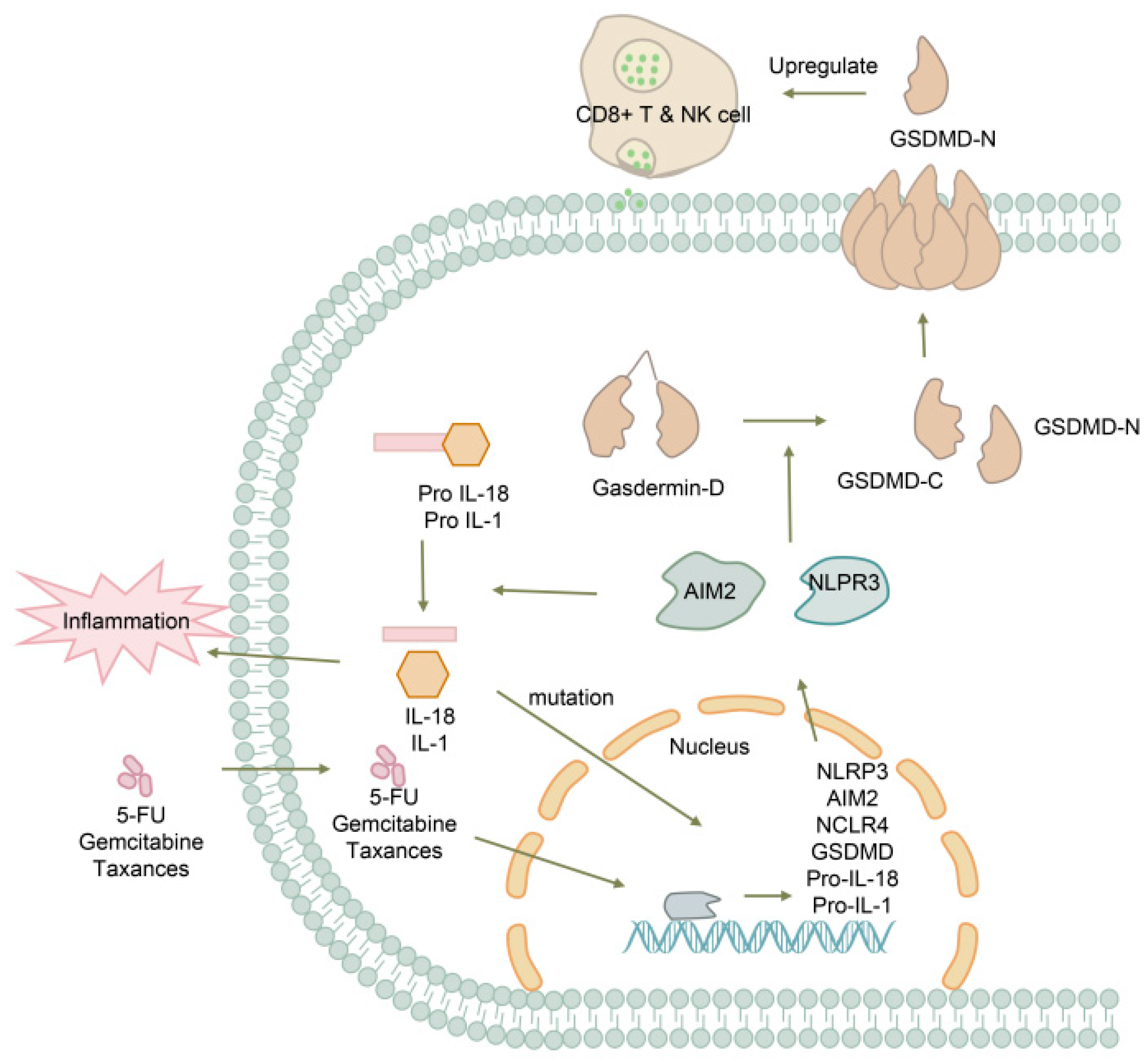 Biomolecules 13 01664 g005