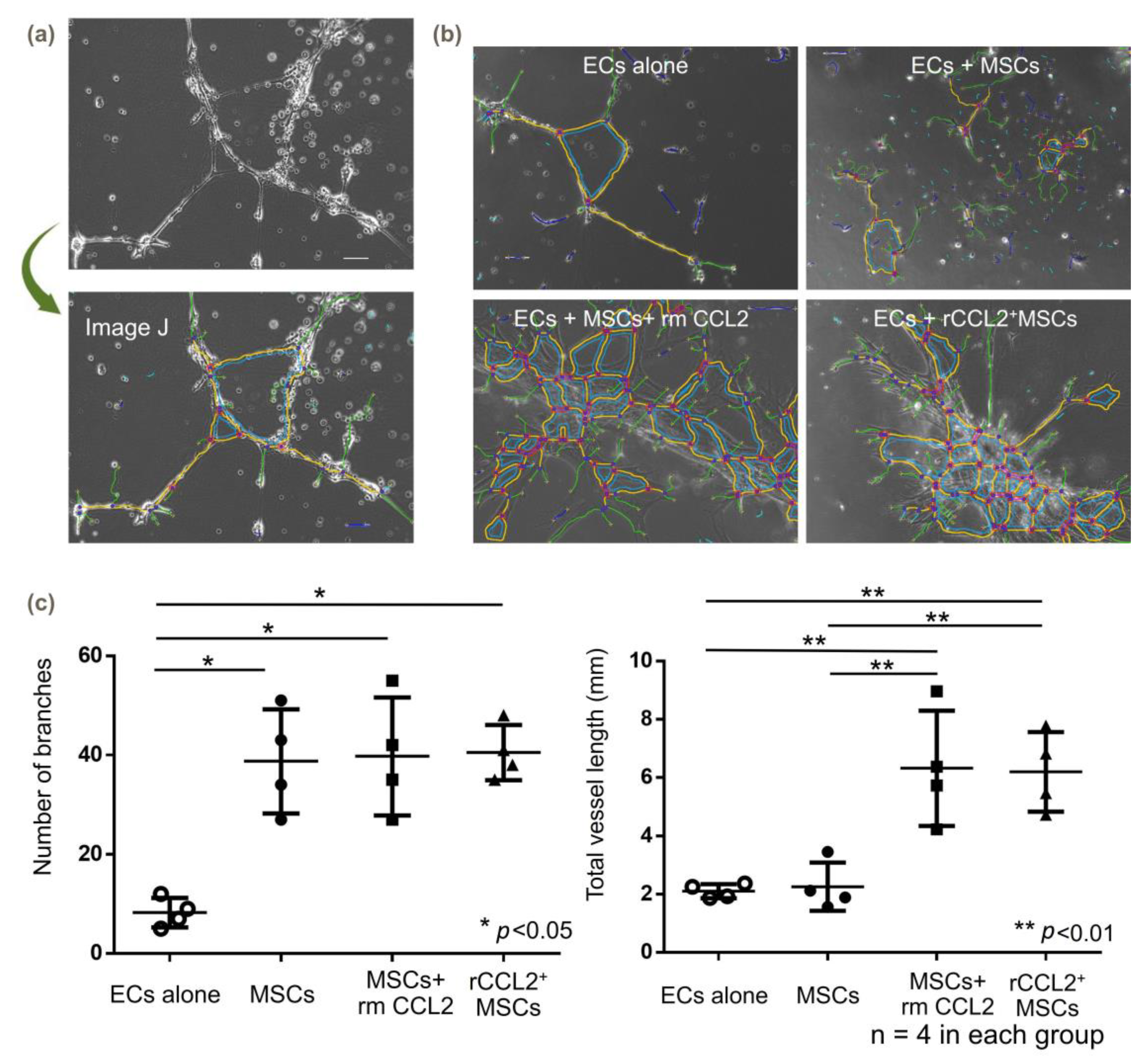 Biomolecules 13 01665 g006