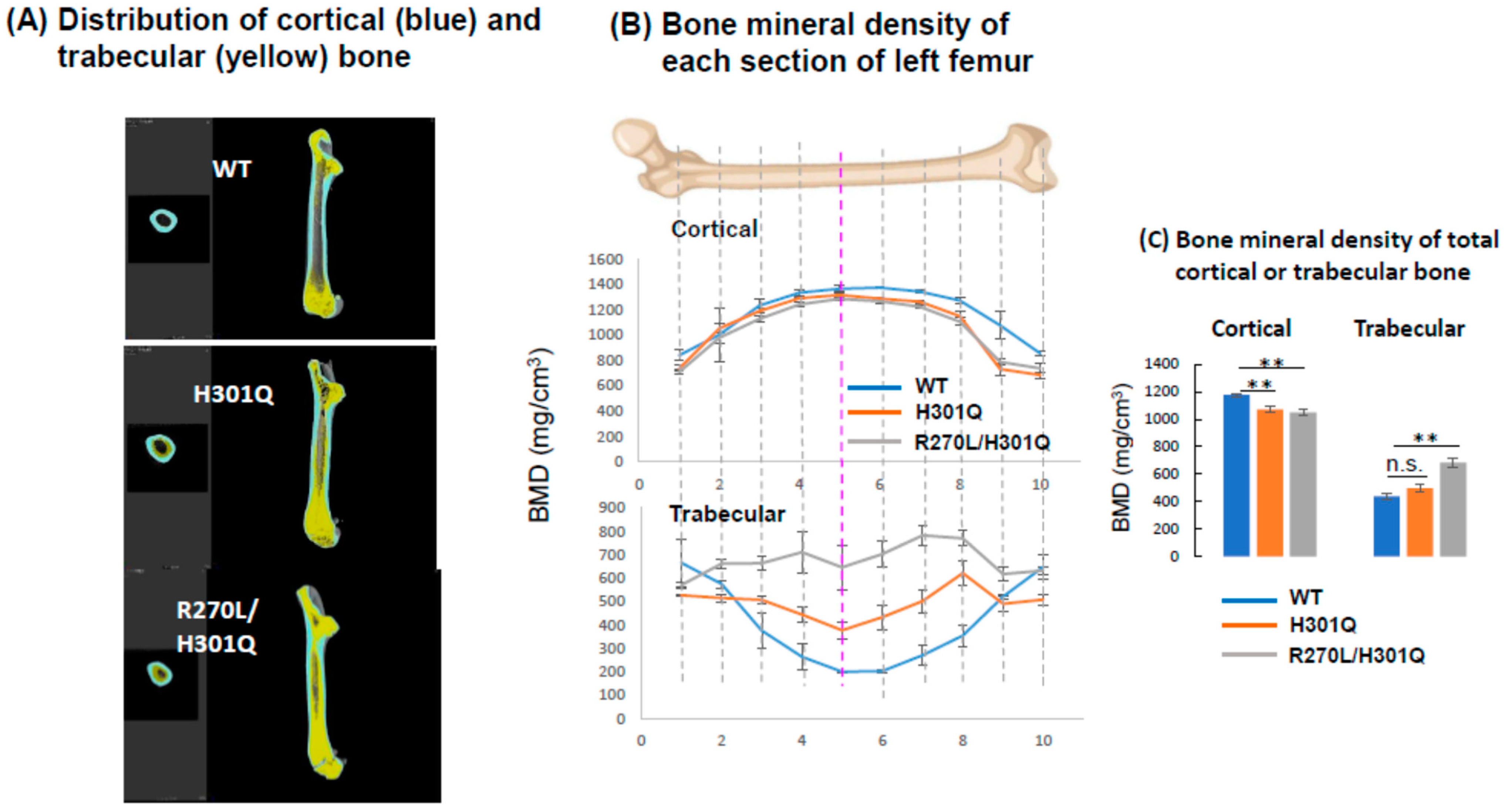 Biomolecules 13 01666 g004