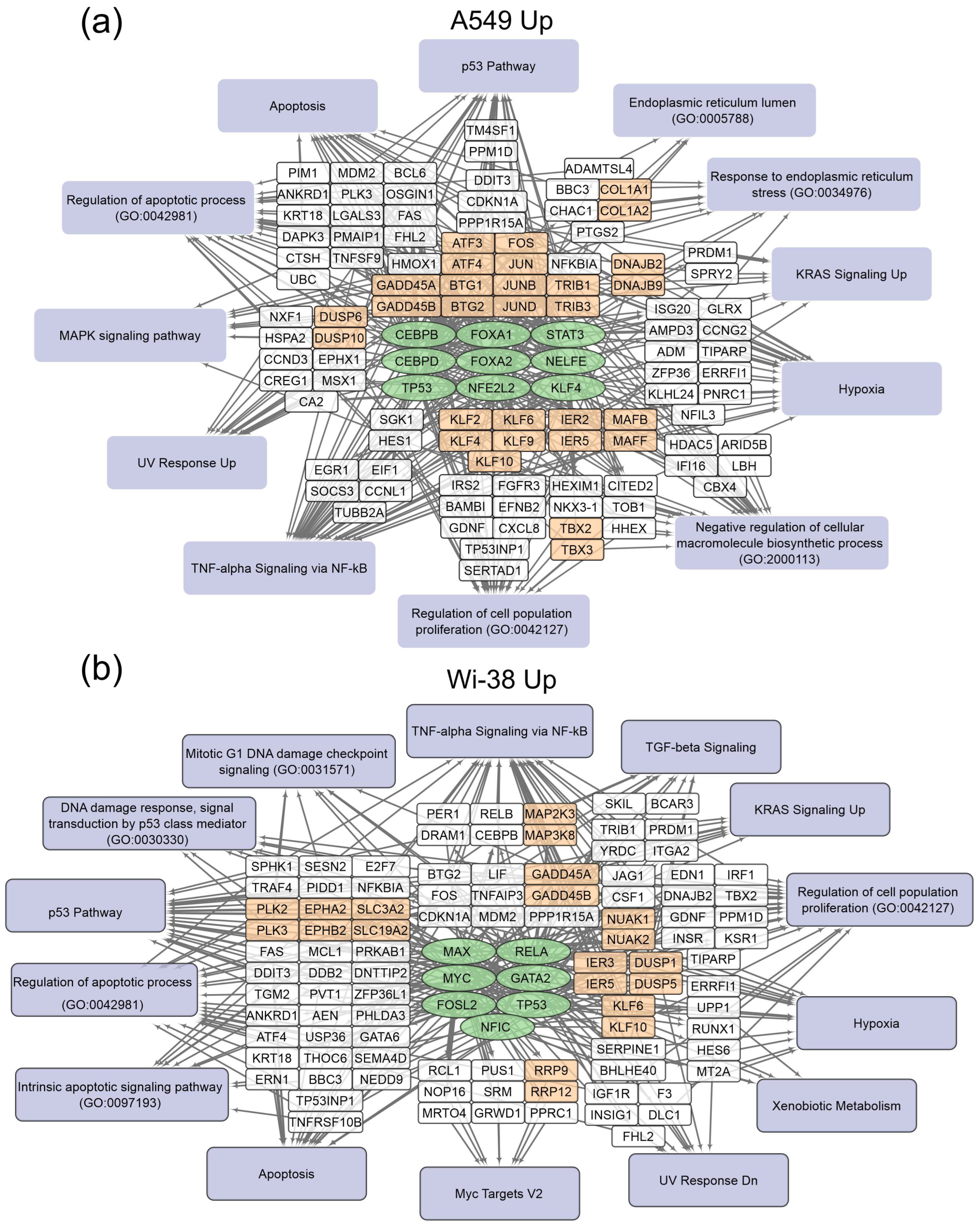 Biomolecules 13 01672 g004
