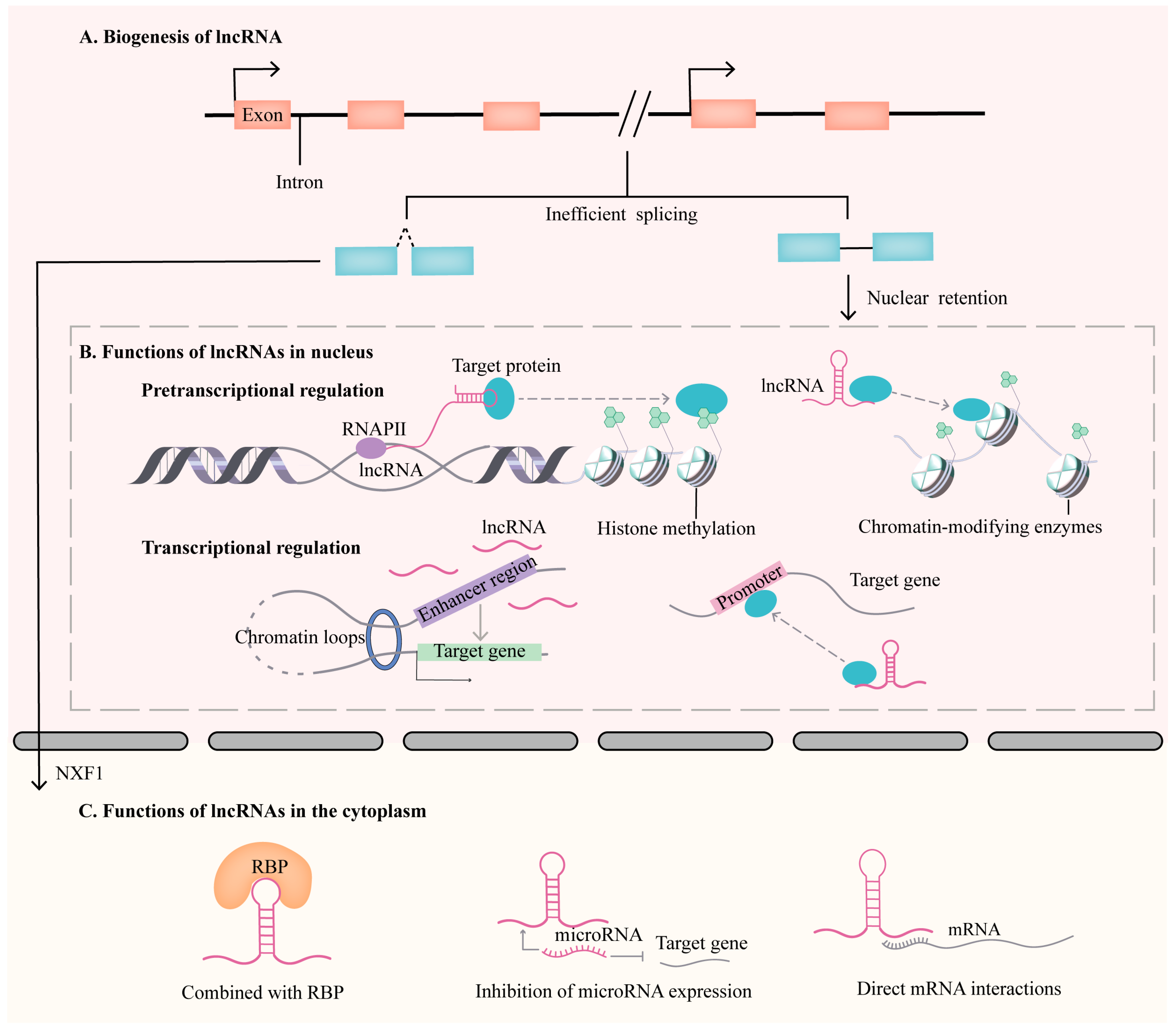 Biomolecules 13 01674 g001